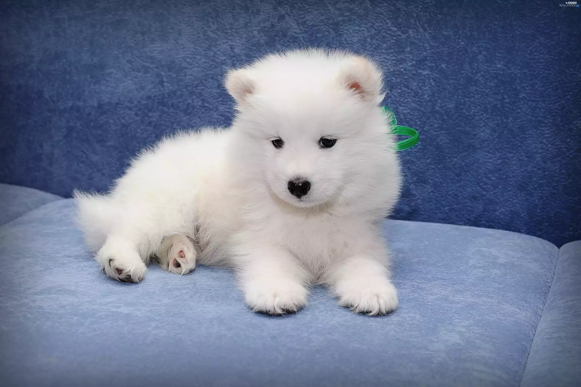Puppy, Samojed