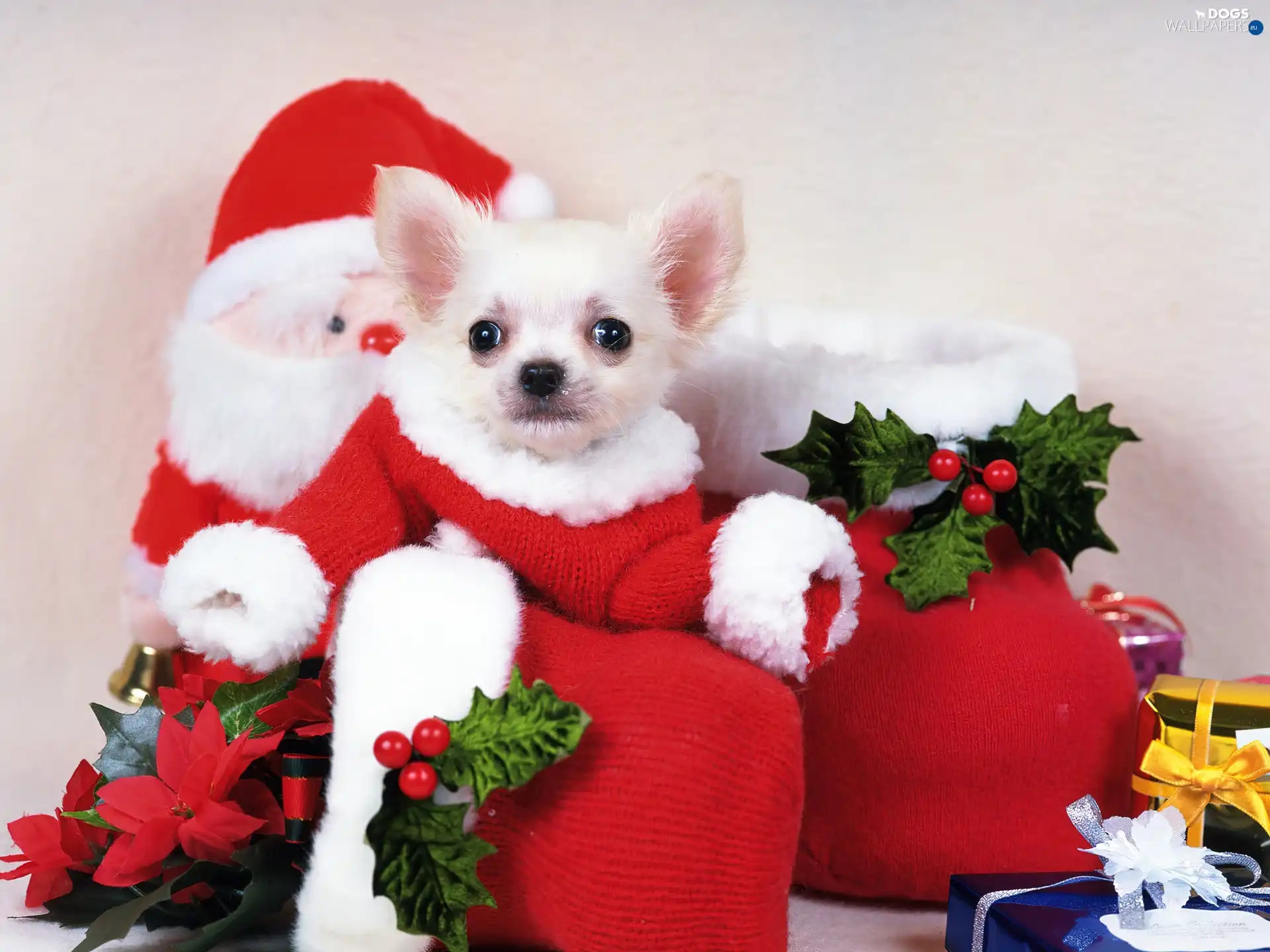 Puppy, Chihuahua, Santa