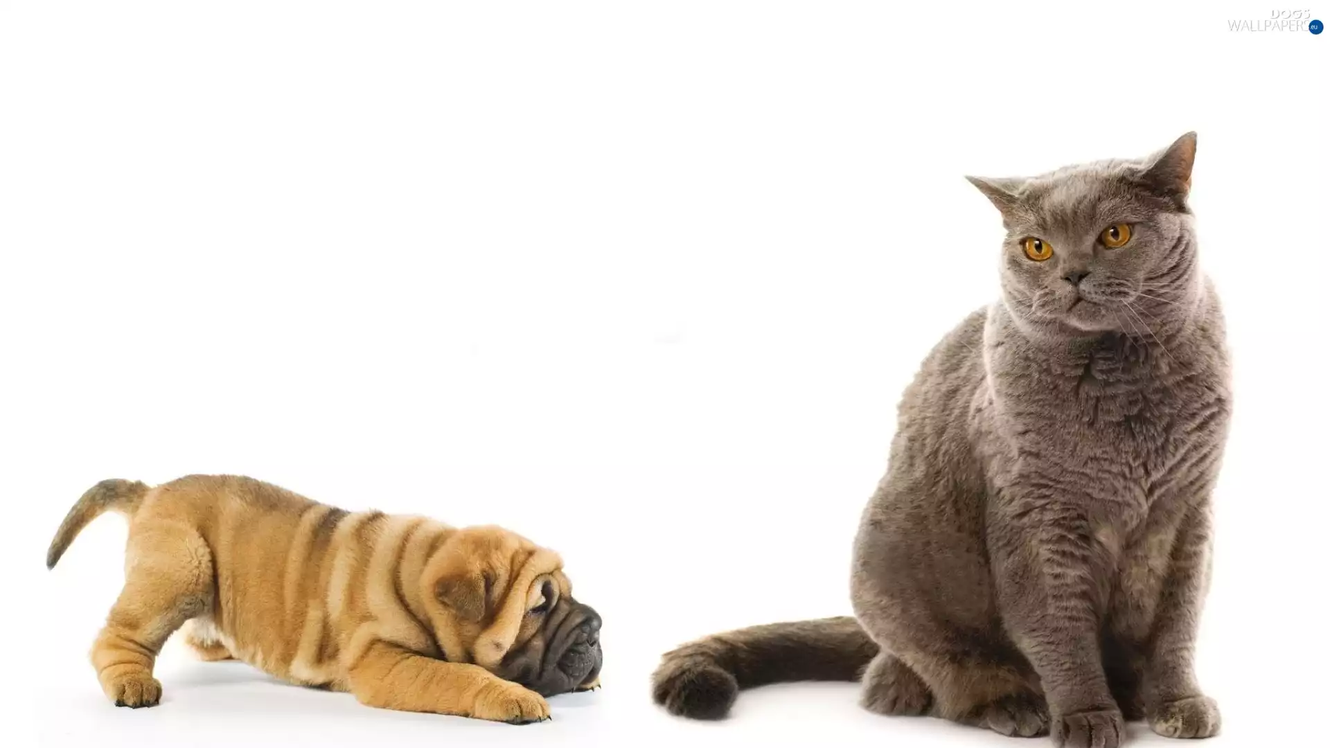 Shar Pei, cat, Puppy