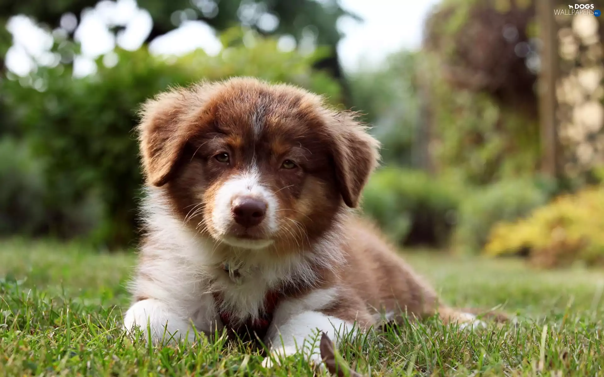 Puppy, Australian Shepherd