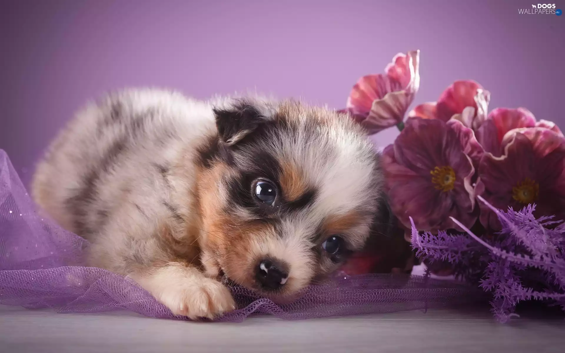 Puppy, Australian Shepherd