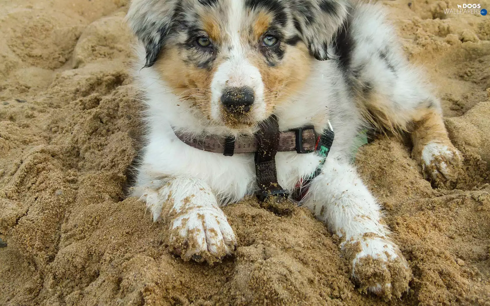 Puppy, Australian Shepherd