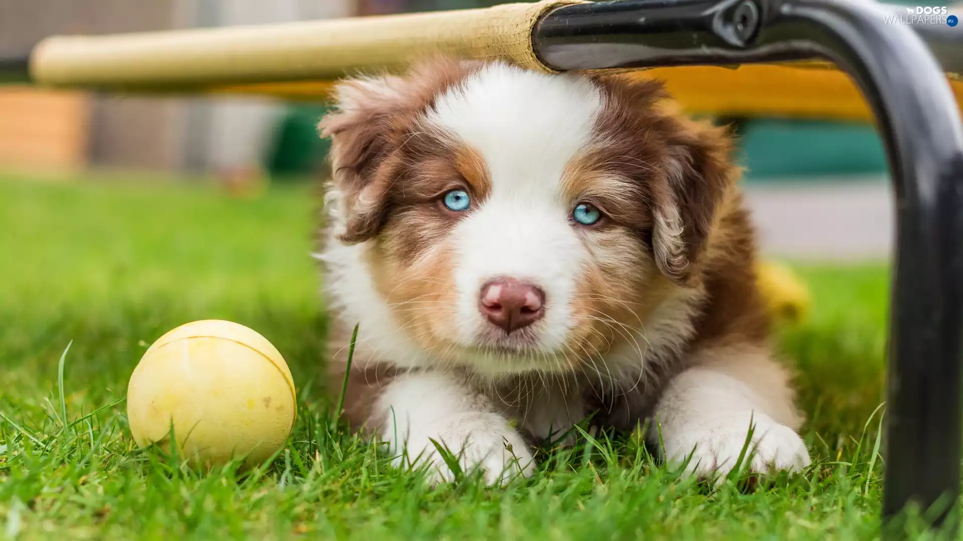 Bench, Australian Shepherd, Ball, grass, Yellow Honda, Puppy