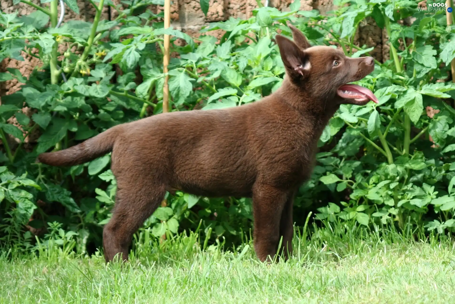 Puppy, Australian Shepherd - Kelpie