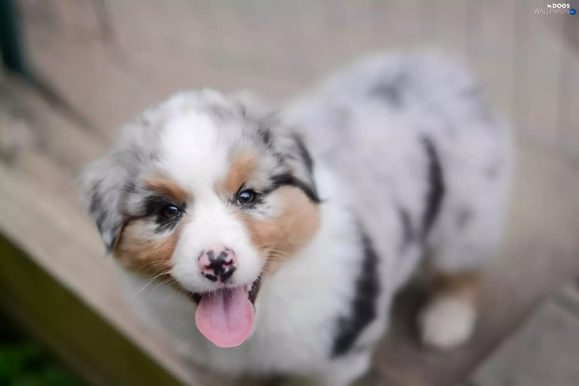 Puppy, Australian Shepherd
