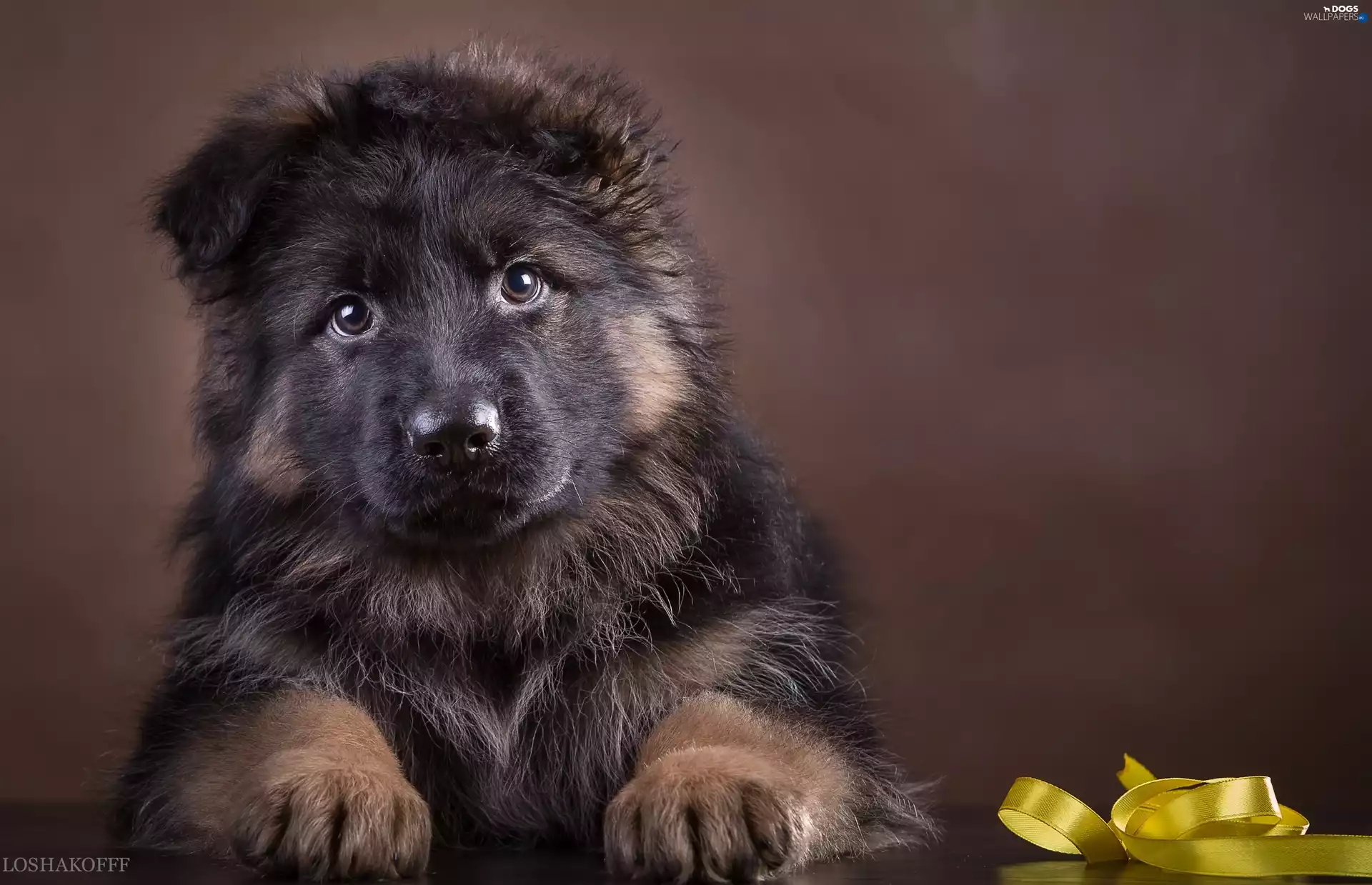Puppy, German Shepherd