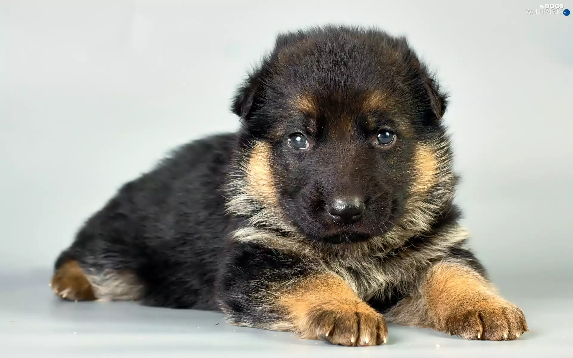 Puppy, German Shepherd