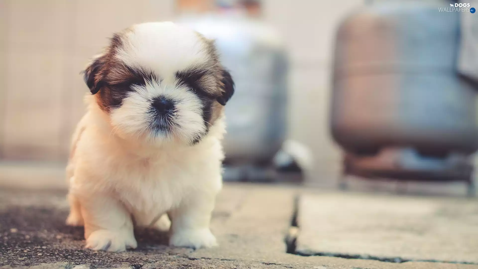 Shih Tzu, dog, Puppy