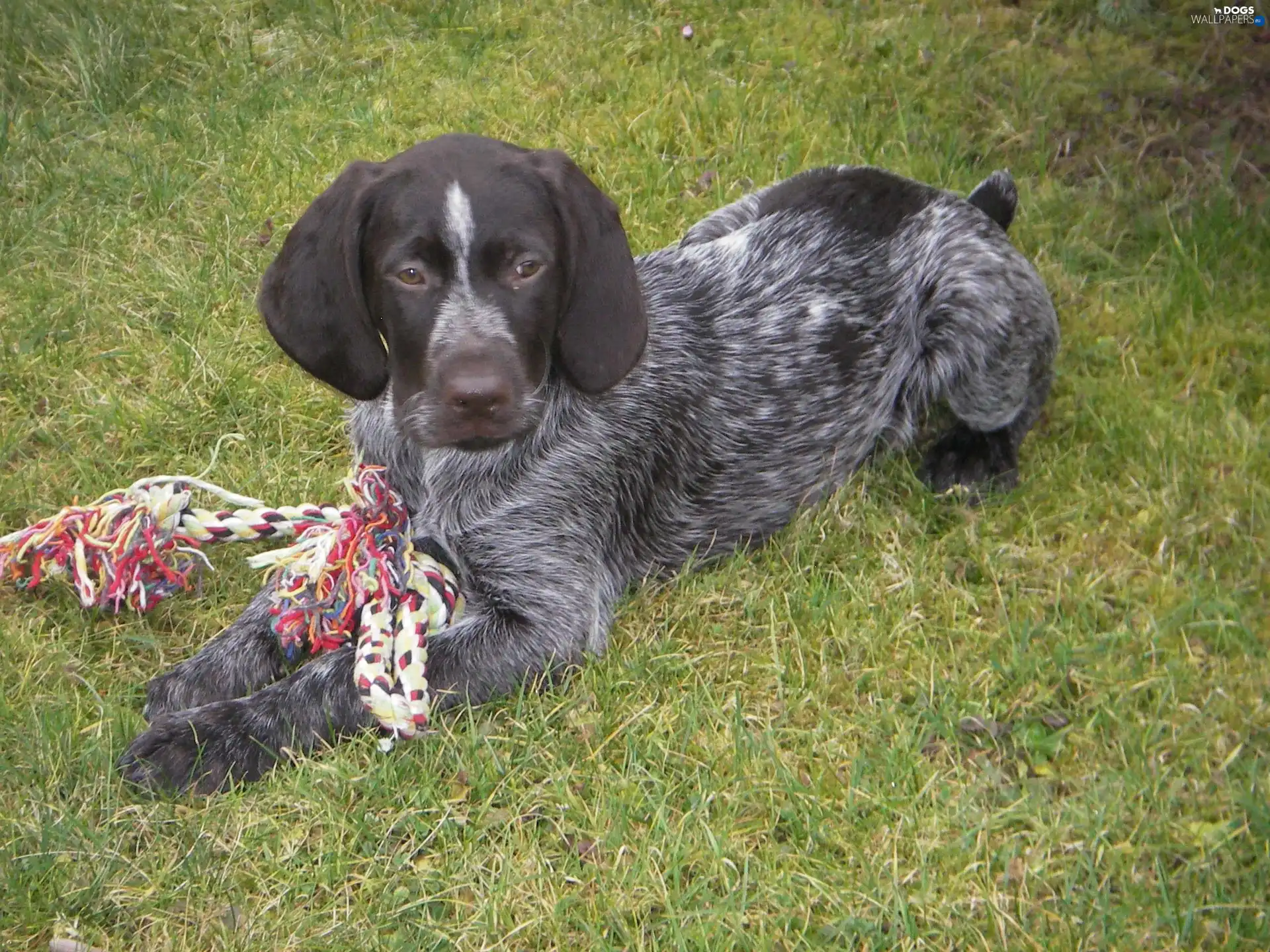 Puppy, German Shorthaired Pointer