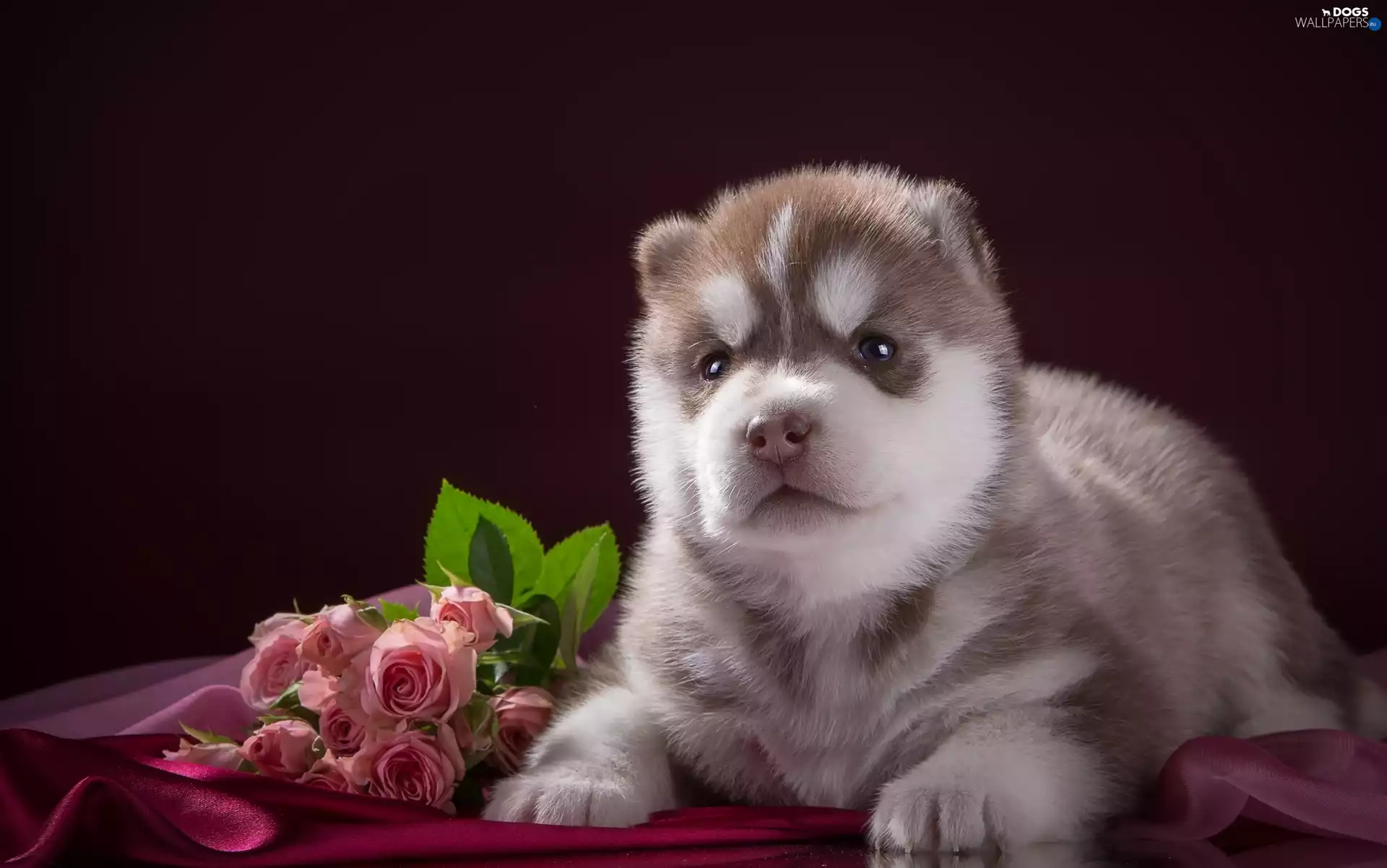 Siberian Husky, honeyed, Puppy