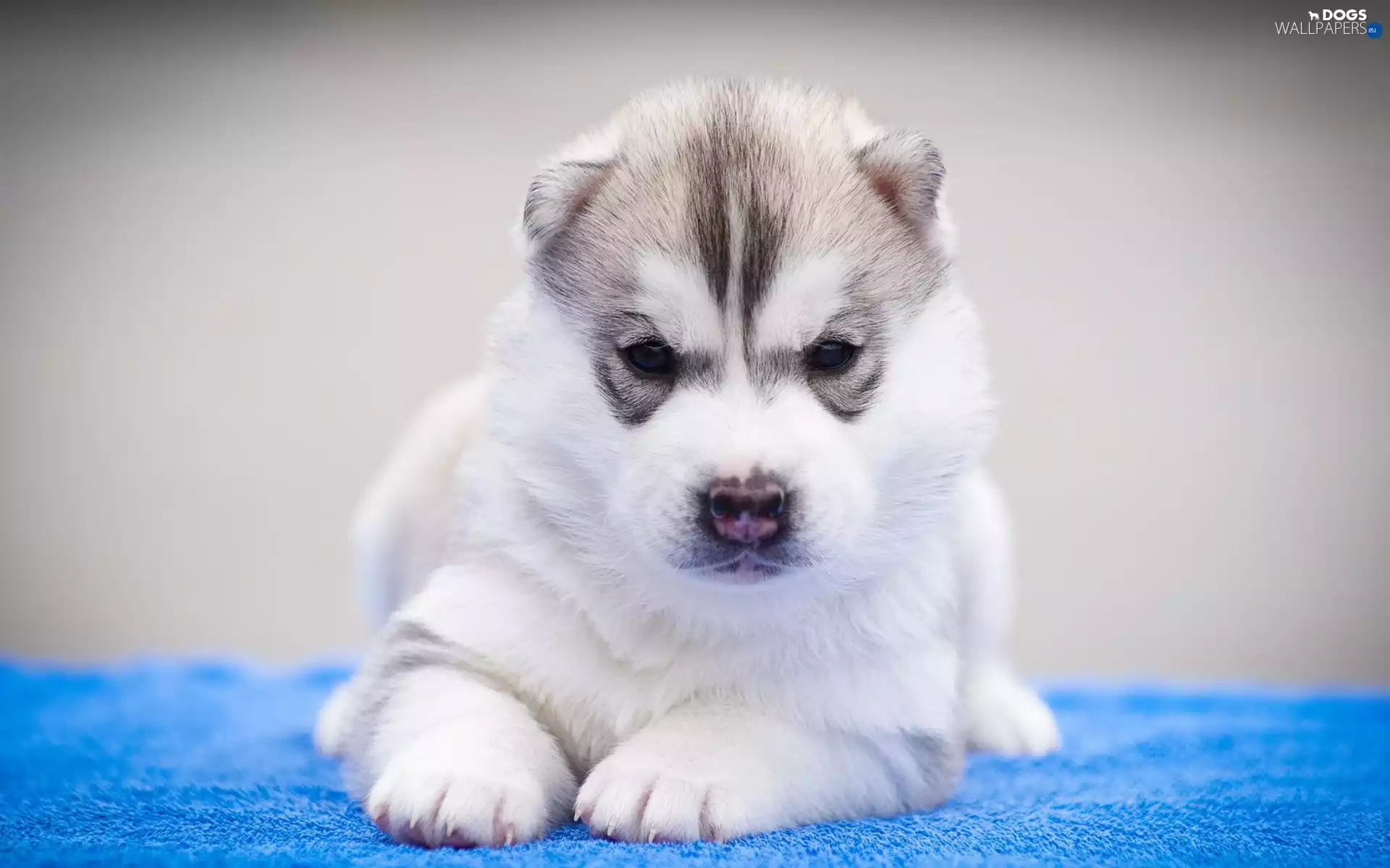 Siberian Husky, lying, Puppy