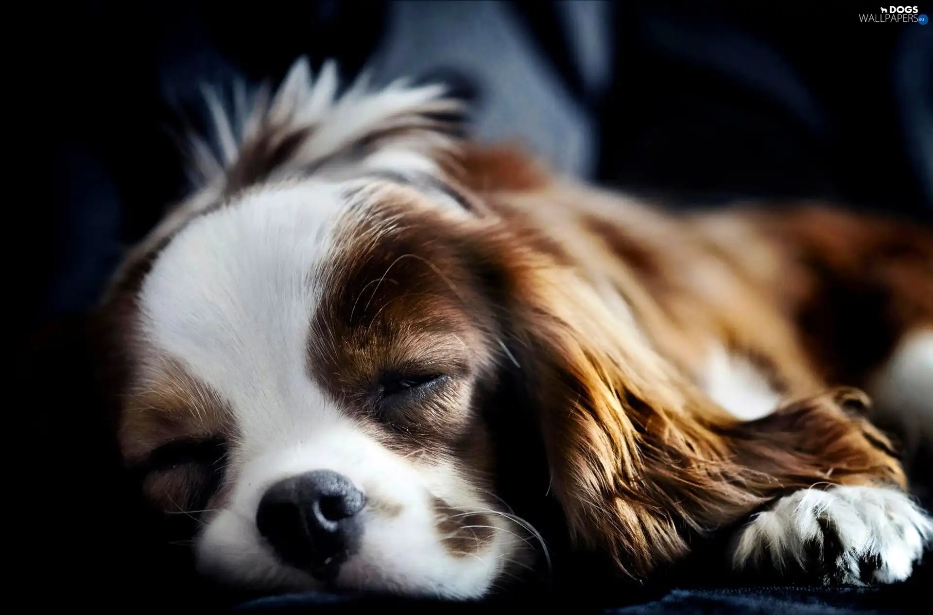 Puppy, doggy, sleepy, small