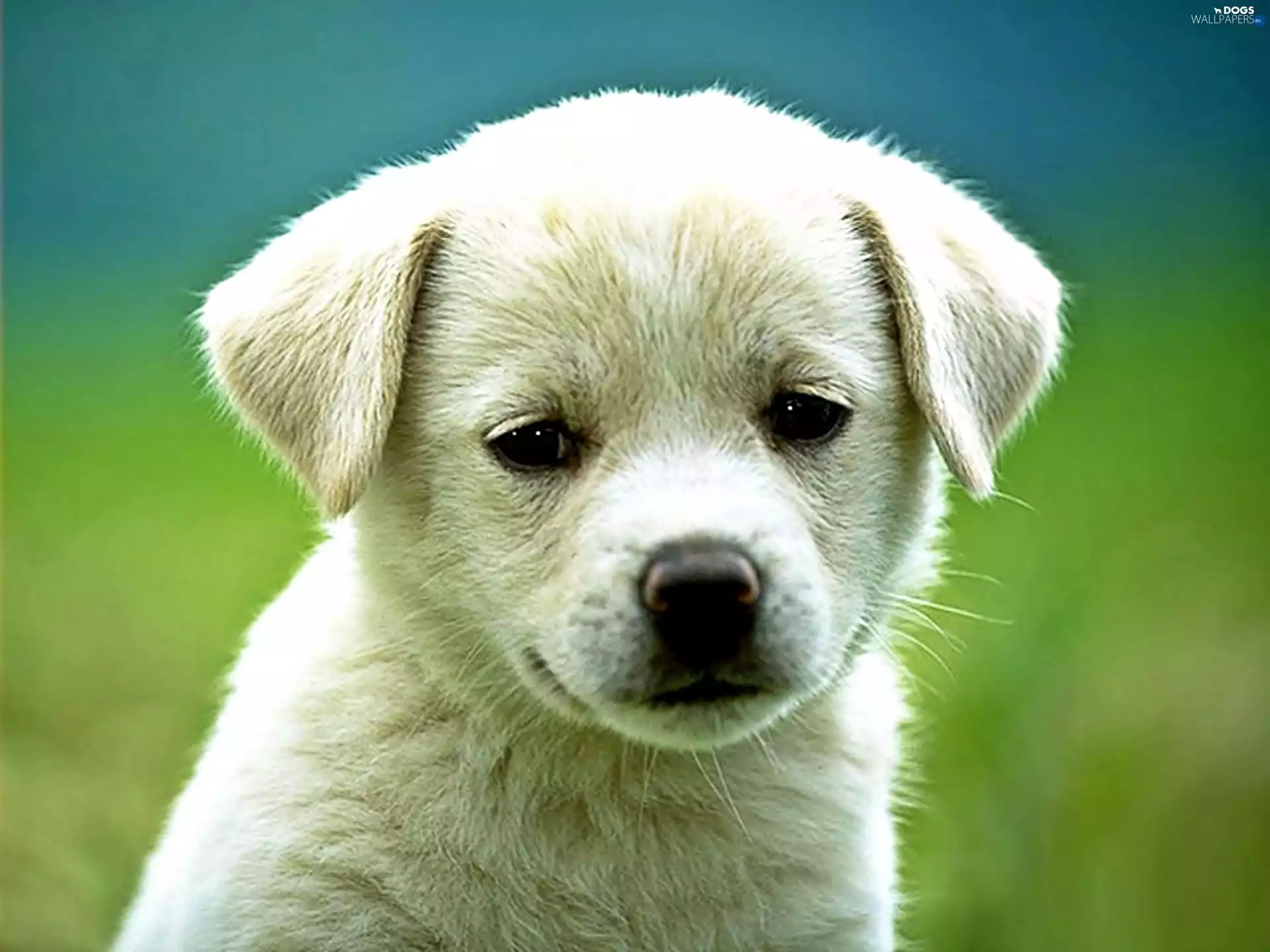 slovak czuwacz, honeyed, Puppy