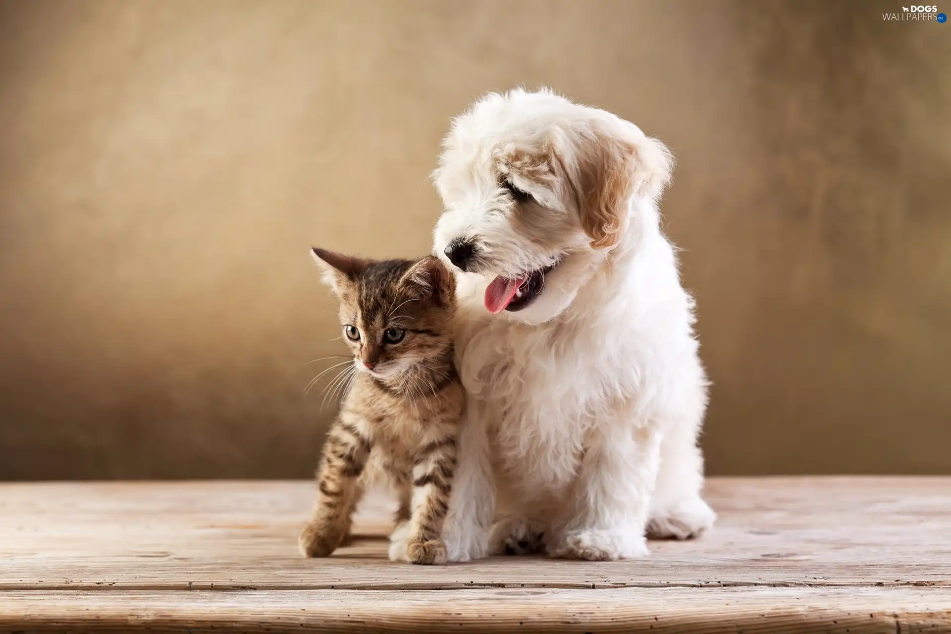 Puppy, dog, small, cat Dogs wallpapers 2200x1467