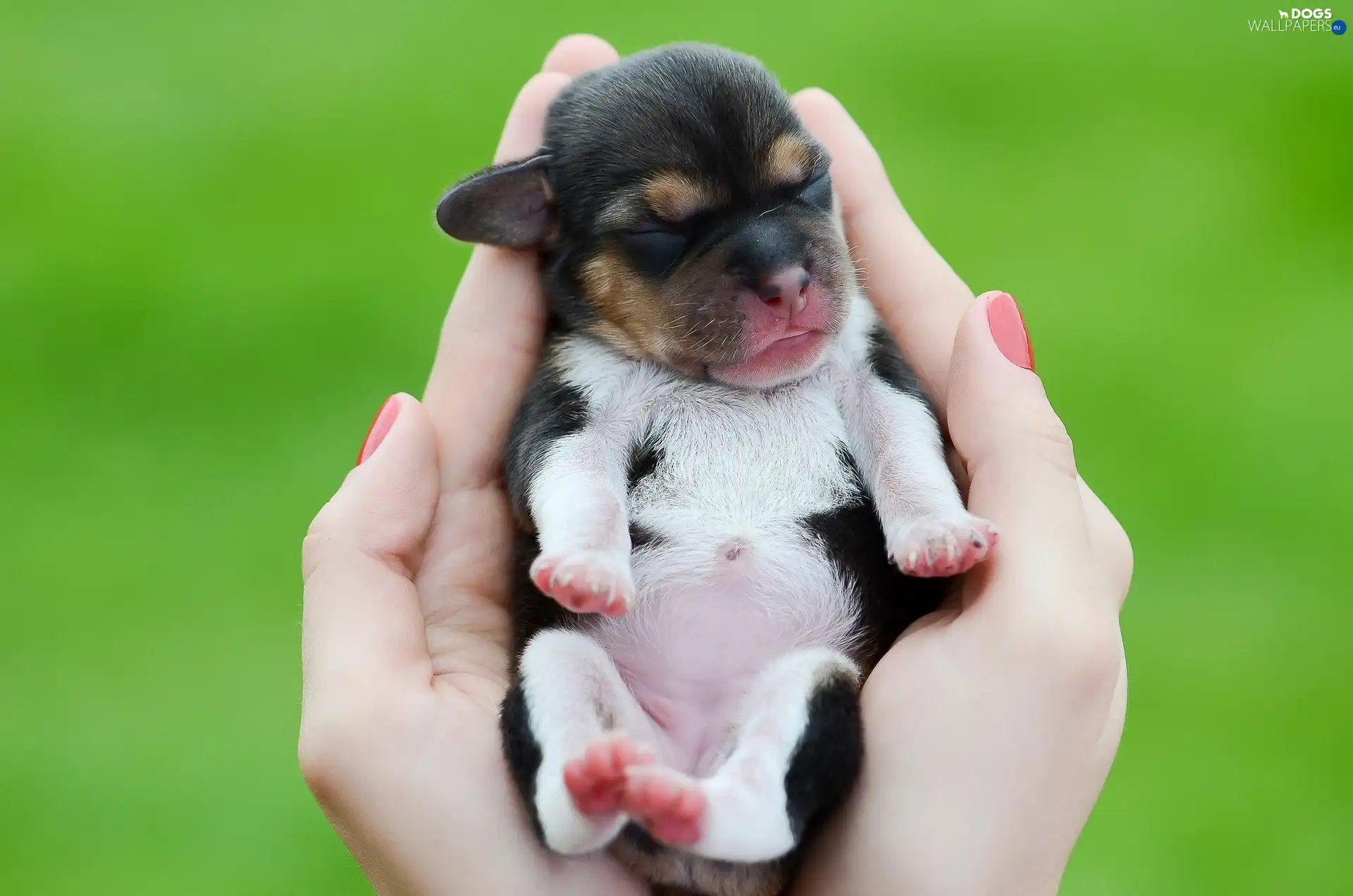 small, Puppy, hands