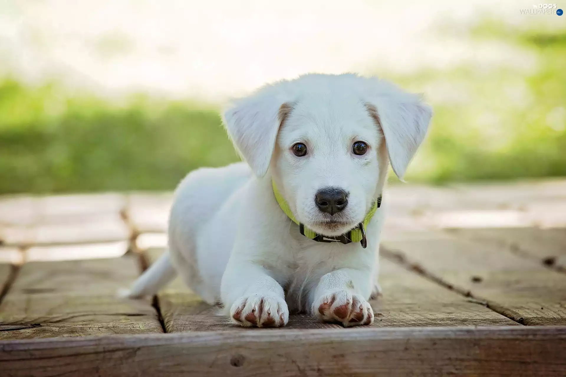 Puppy, White, small