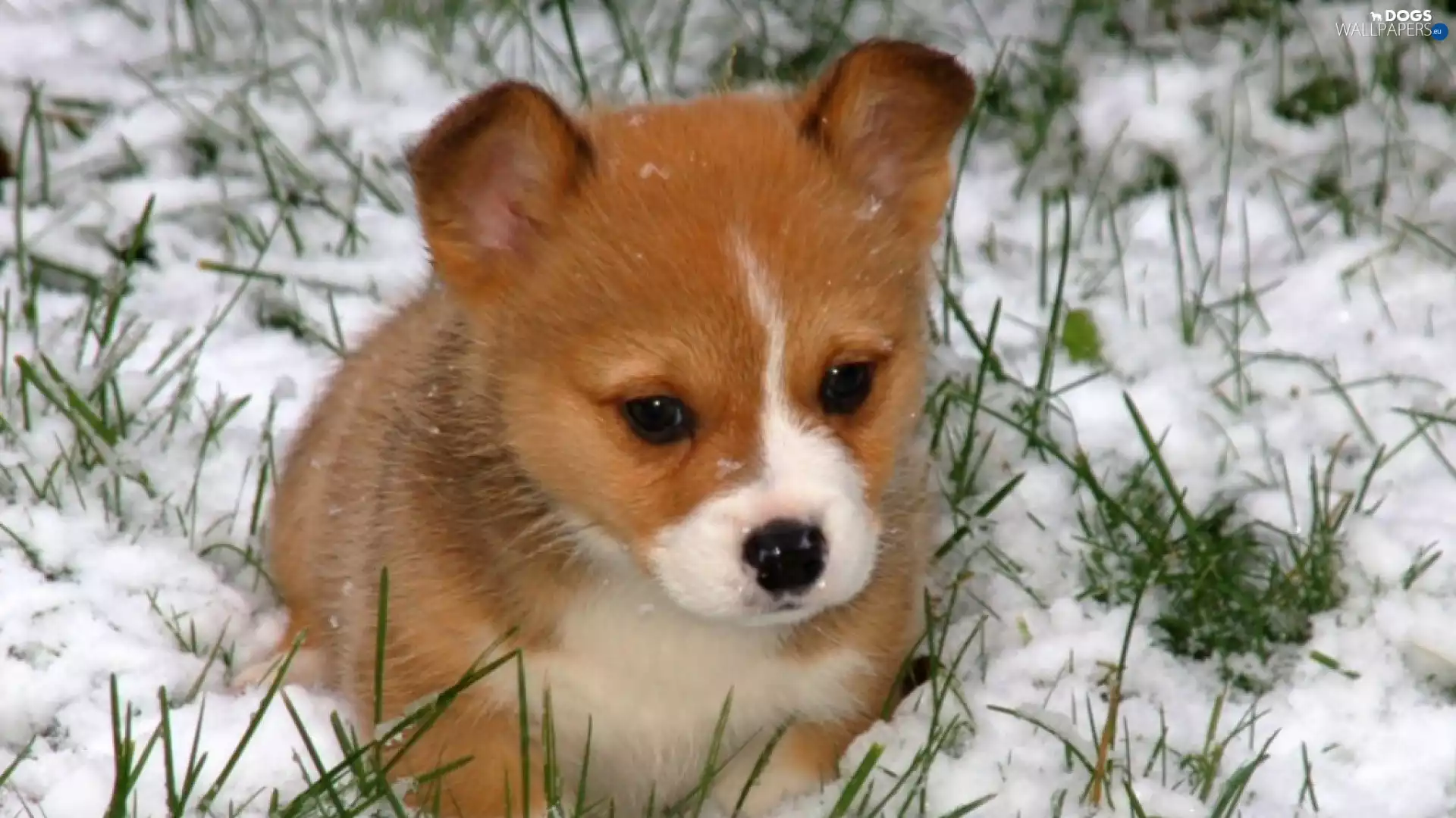 Puppy, snow