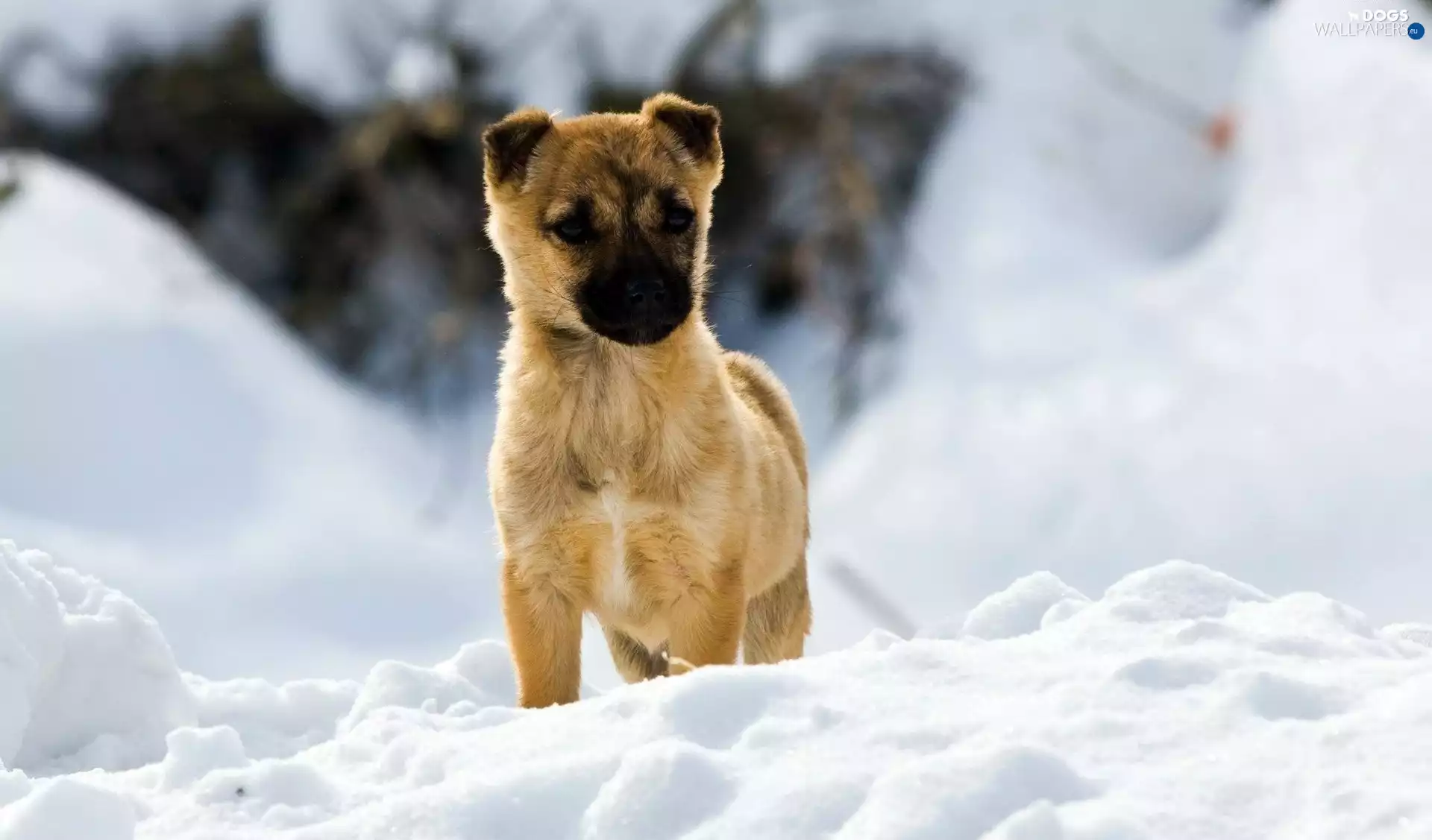 Puppy, snow
