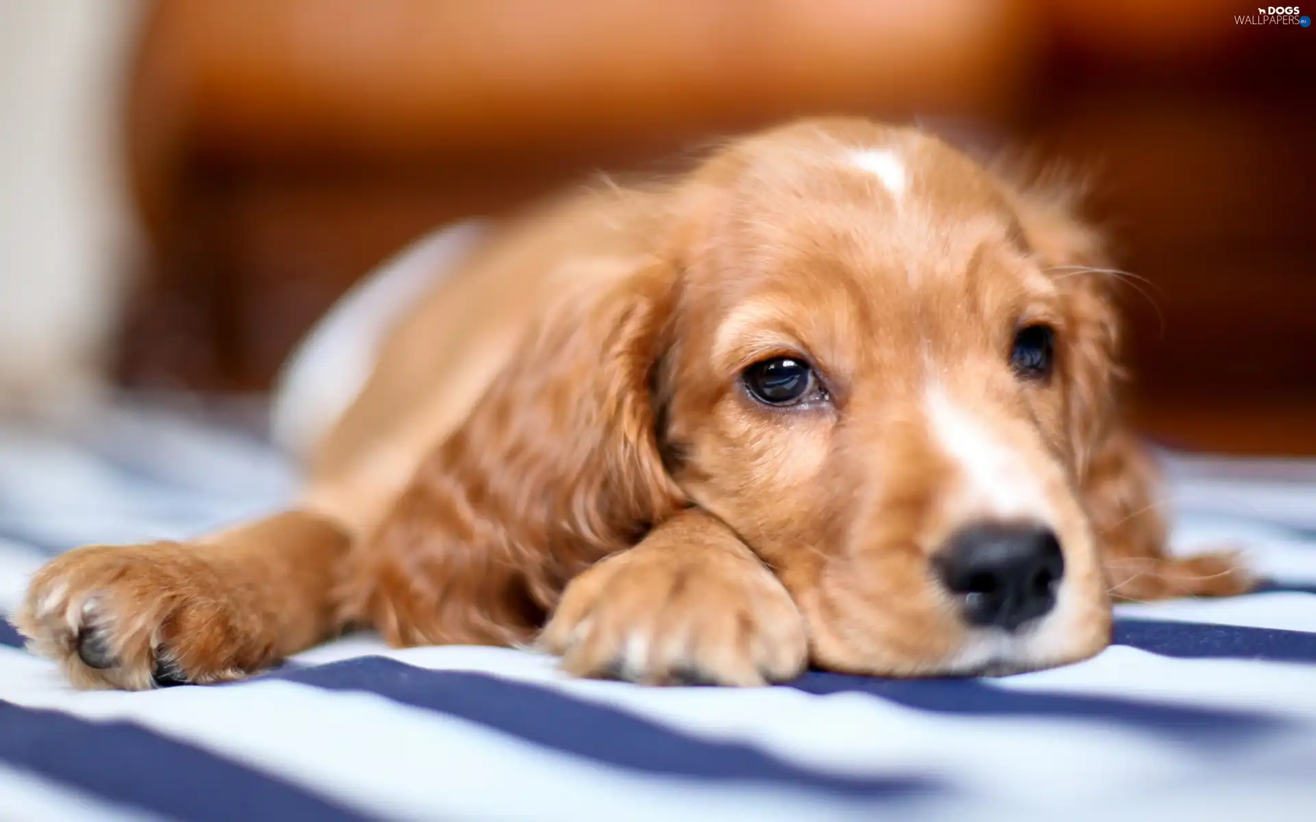 Spaniel, Puppy, Cocker