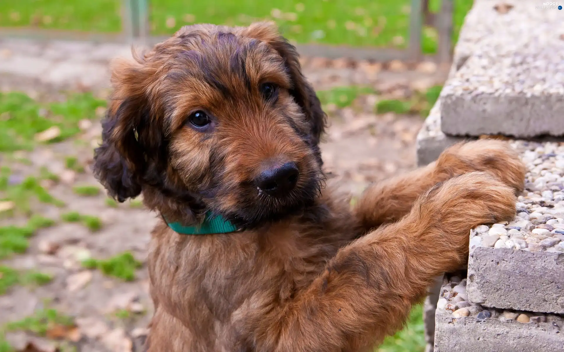 Puppy, Irish Terrier, peeping