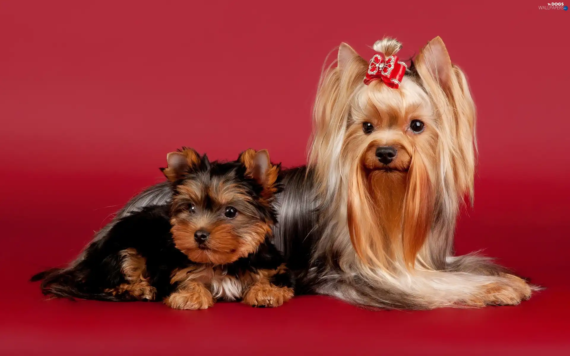 Puppy, Yorkshire Terrier, mother
