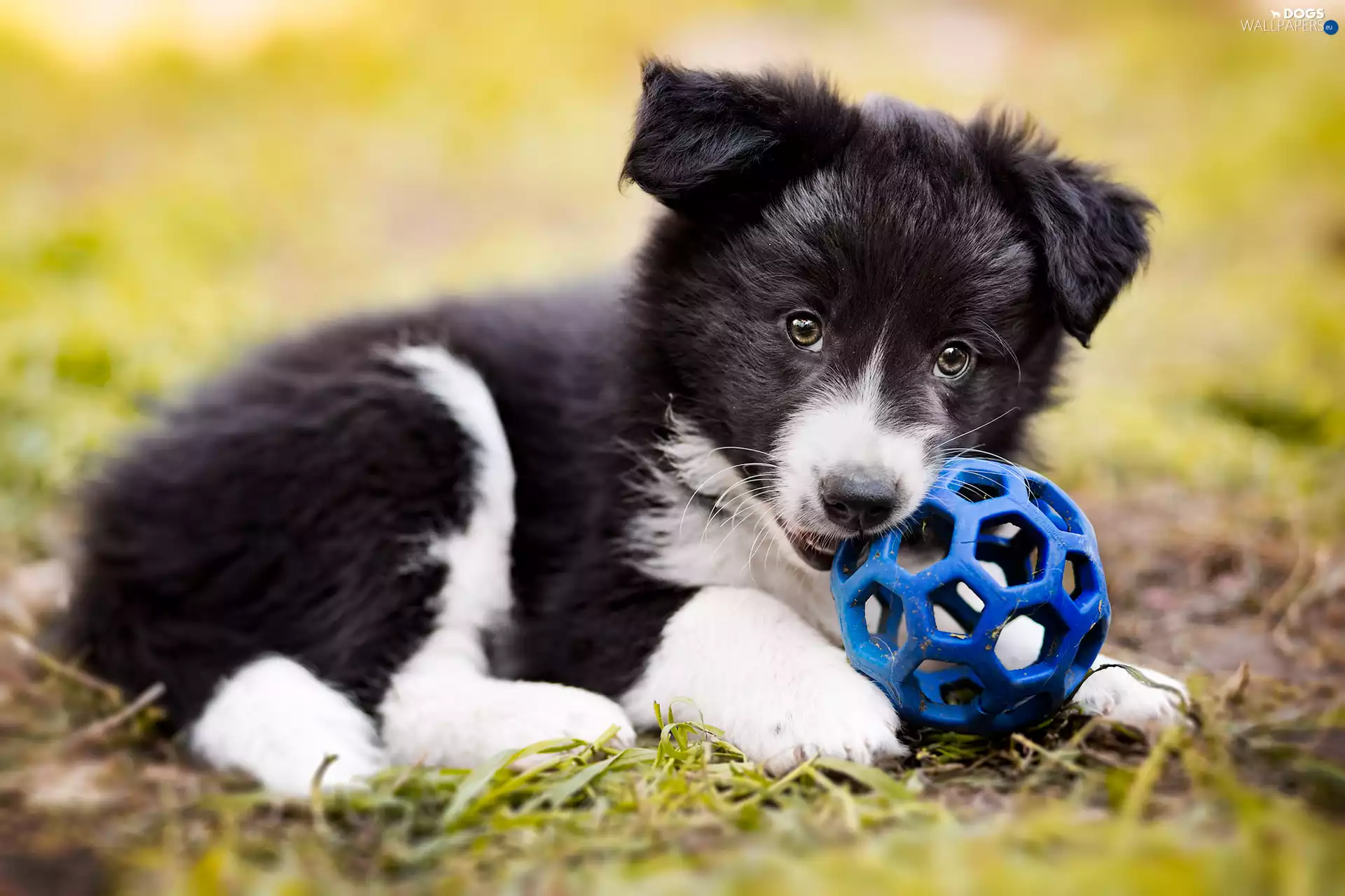 the ball, dog, Puppy