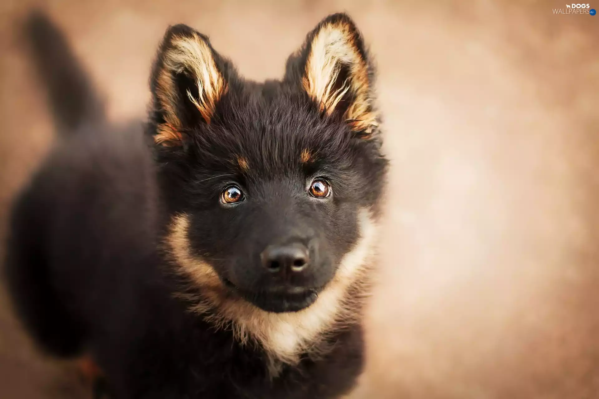 The look, dog, Puppy