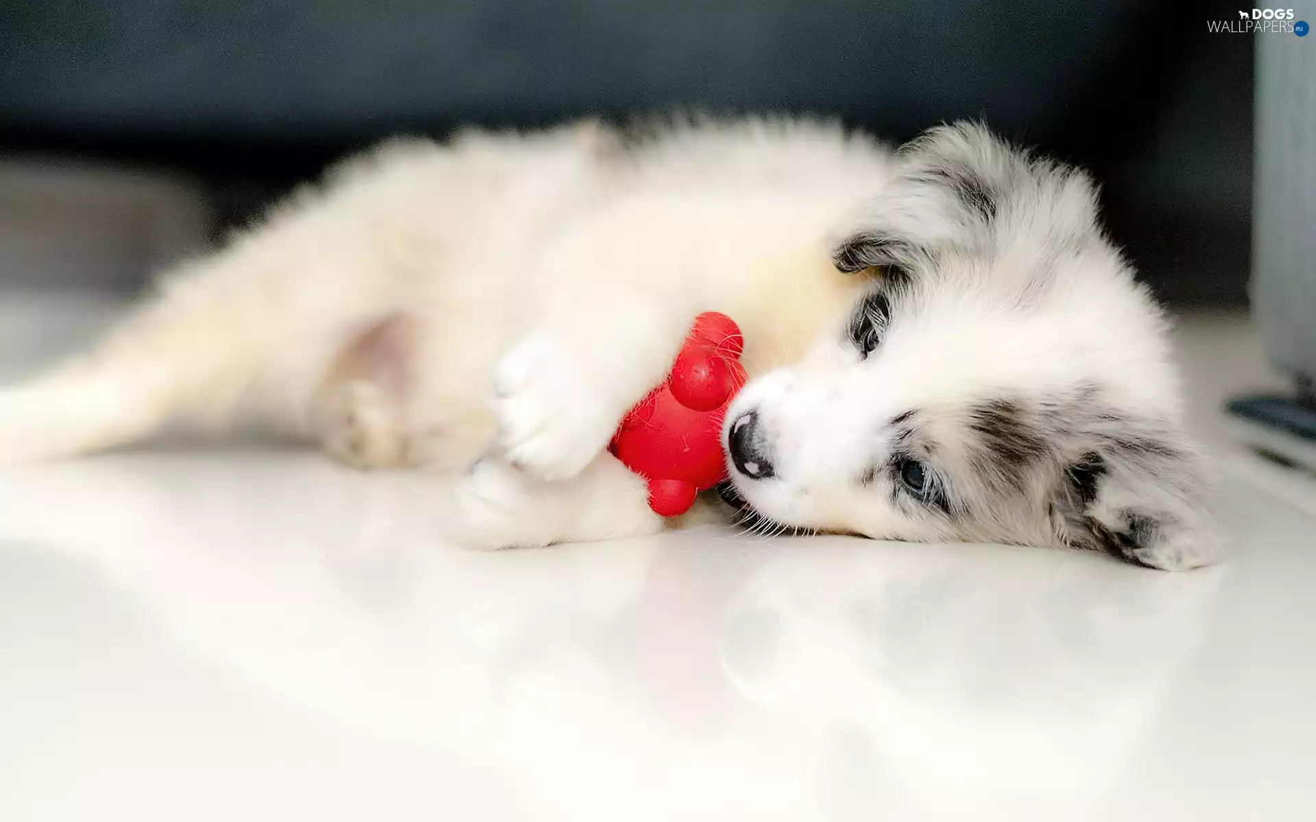 Puppy, toy