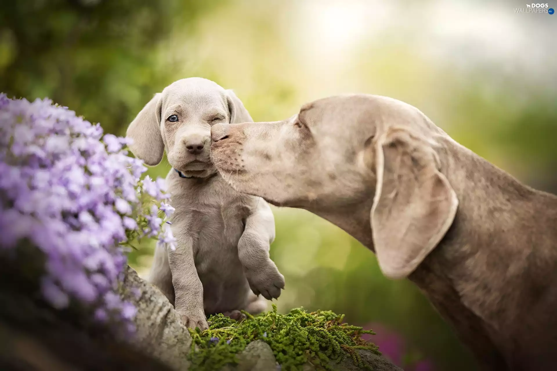 Puppy, Dogs, Weimaraner