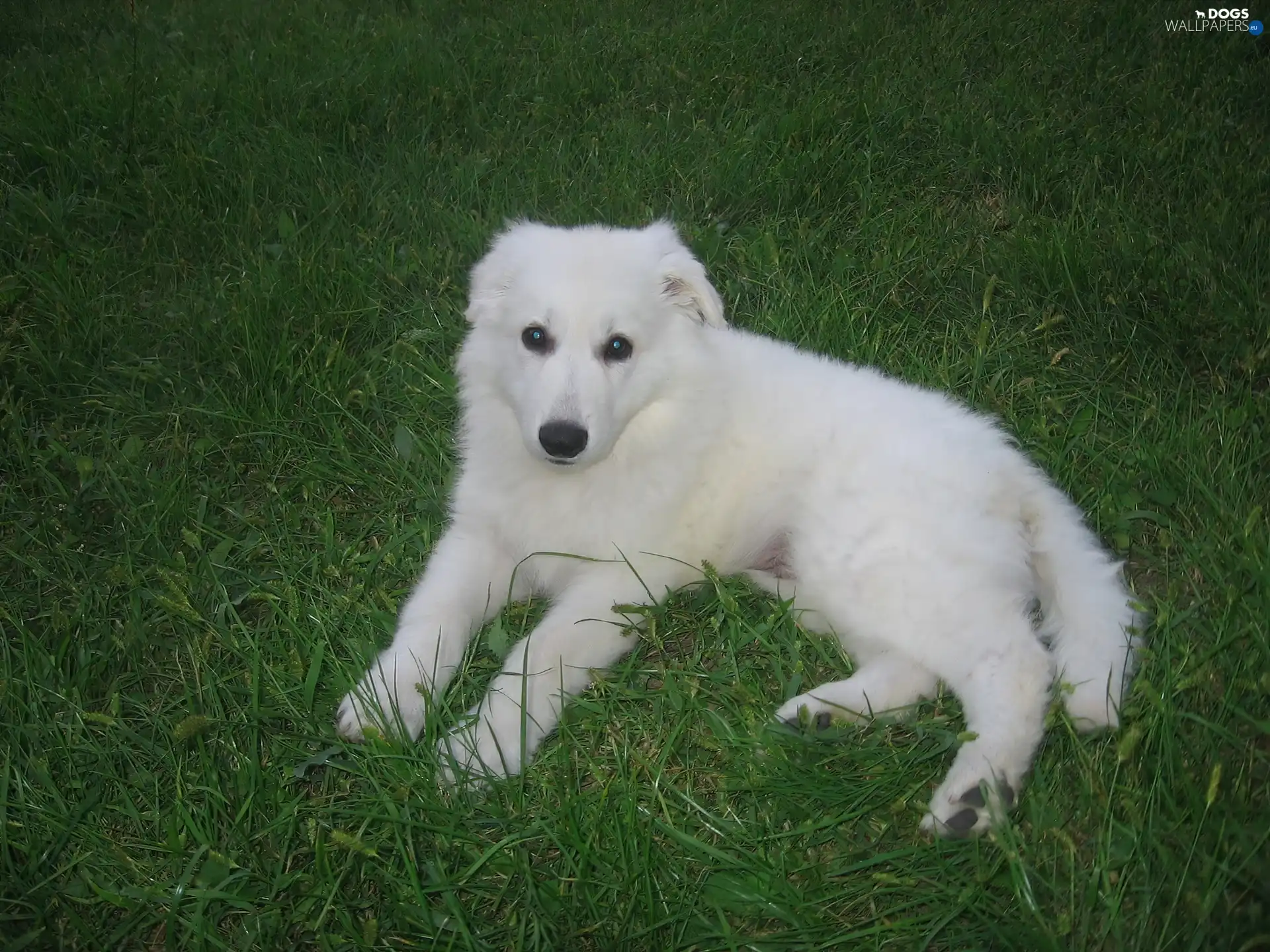 Puppy, White