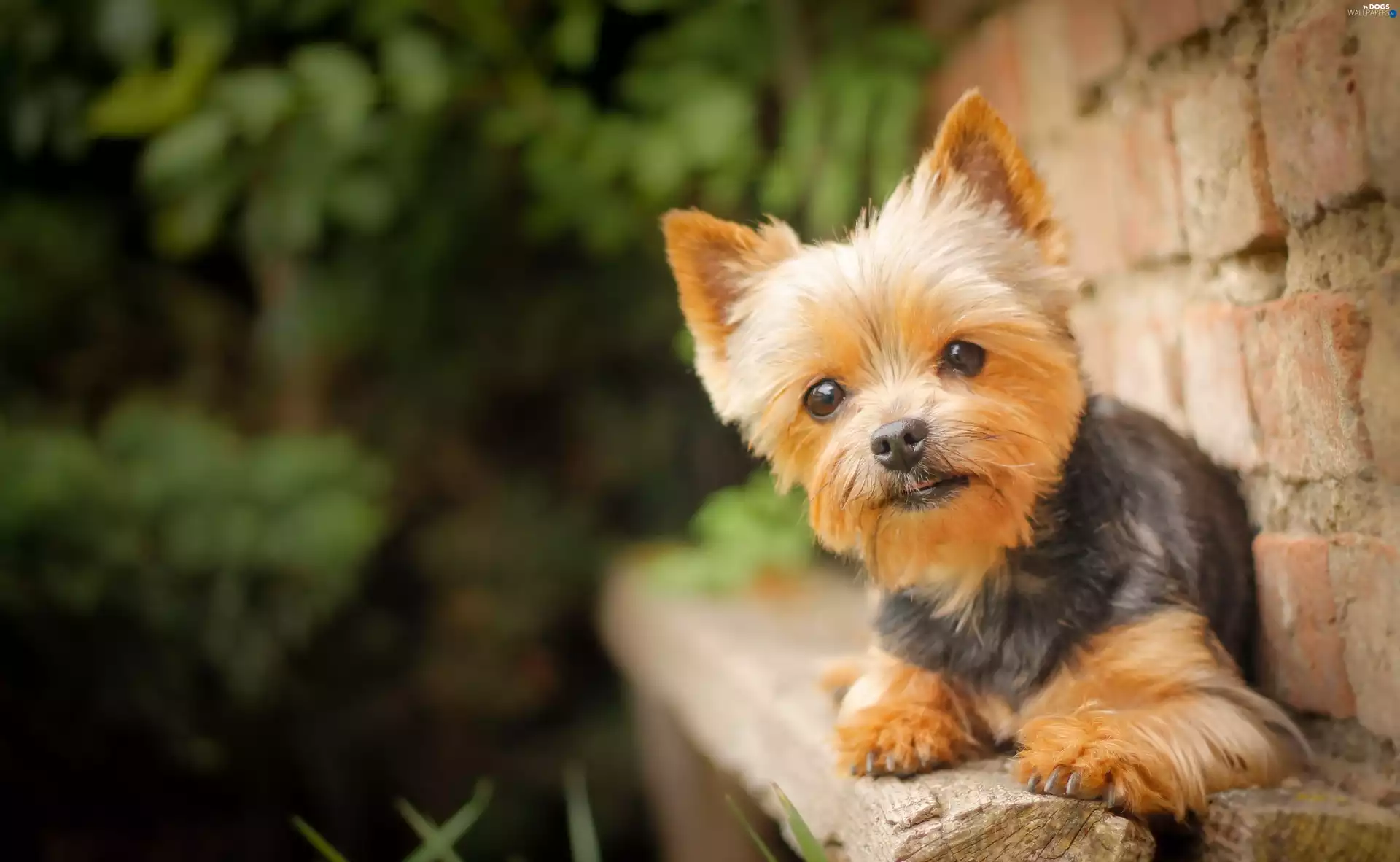 Yorkshire Terrier, dog, Puppy