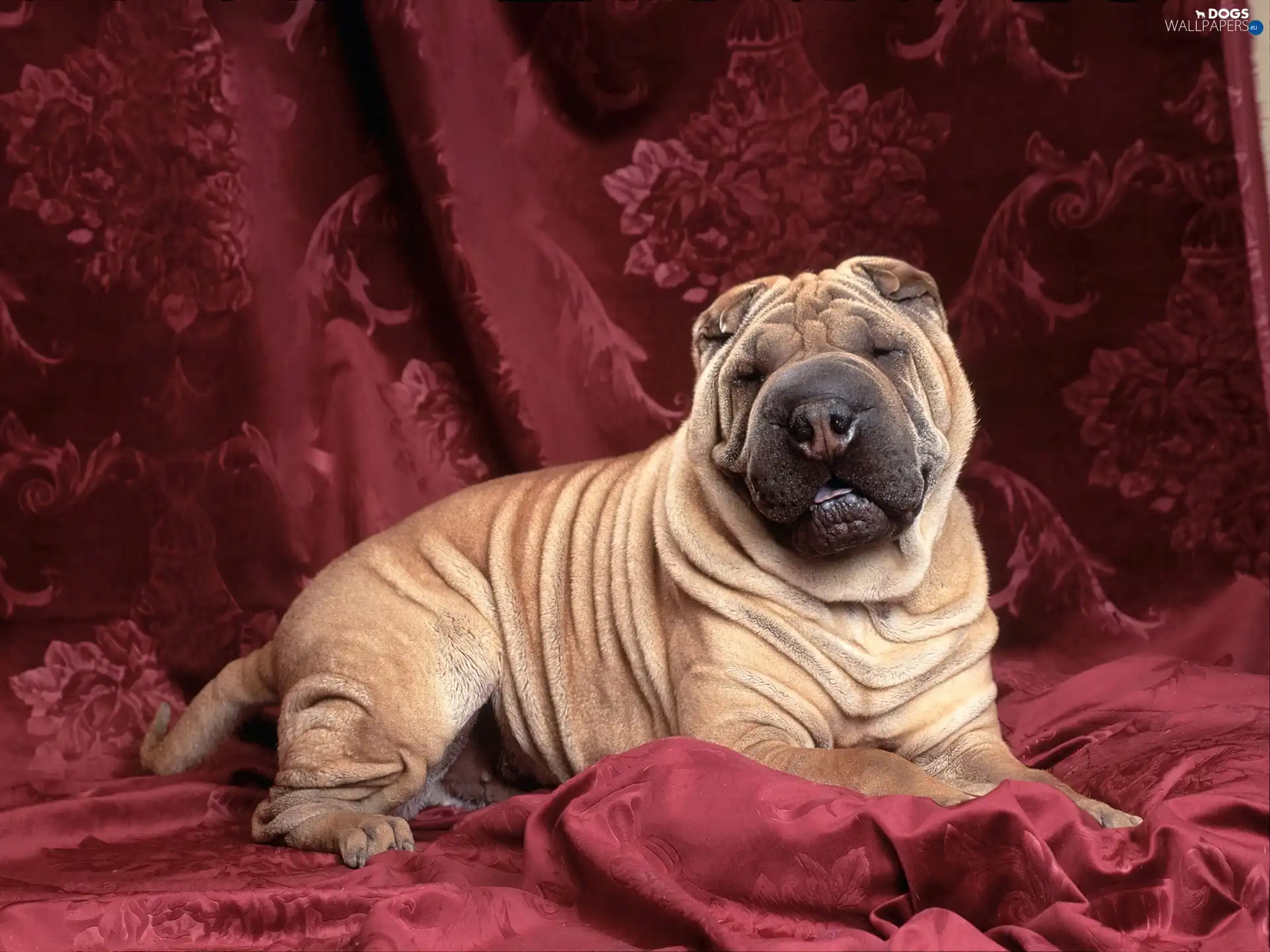 Purple, hangings, Shar Pei