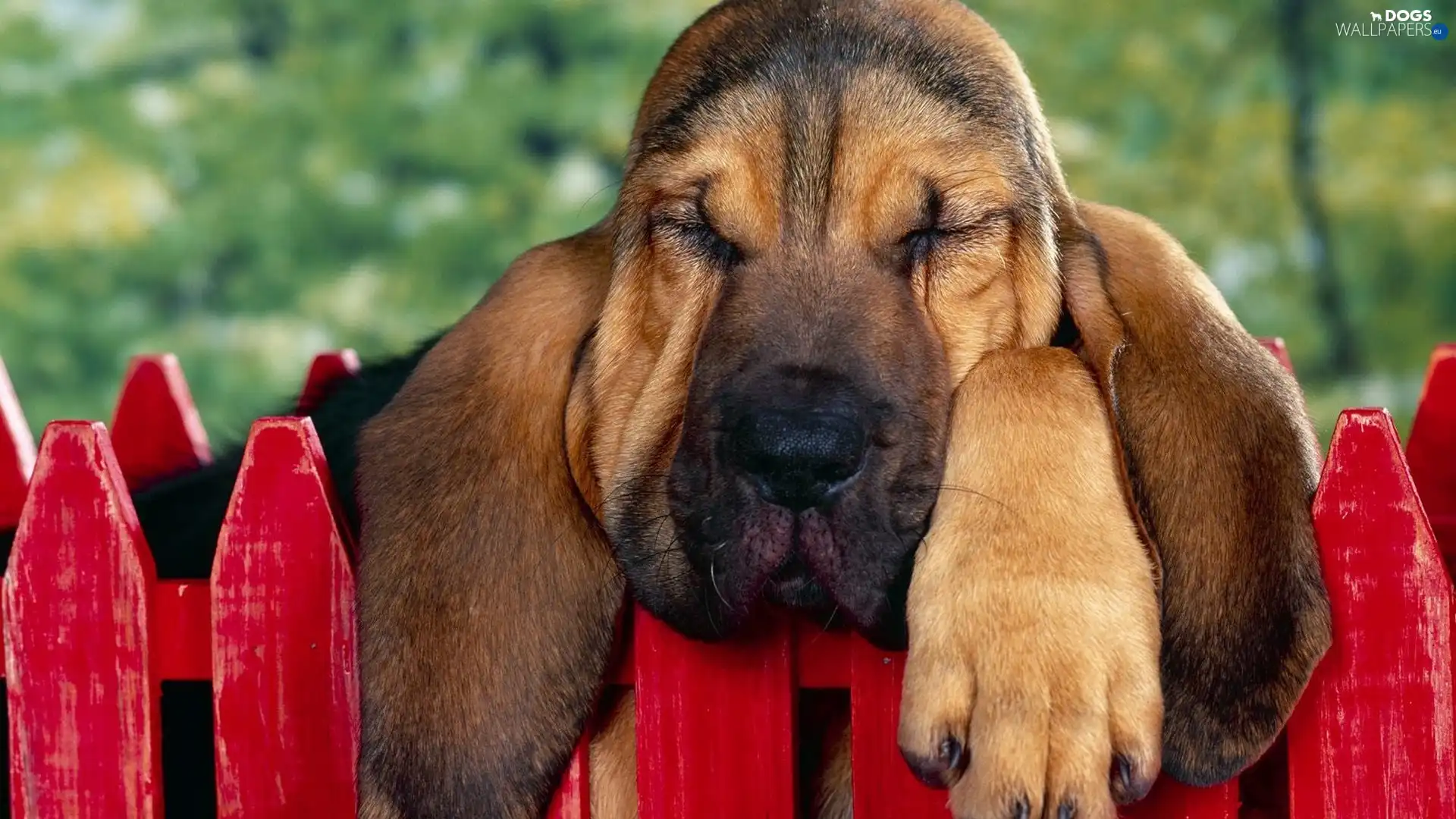 Red, railing, Bloodhound