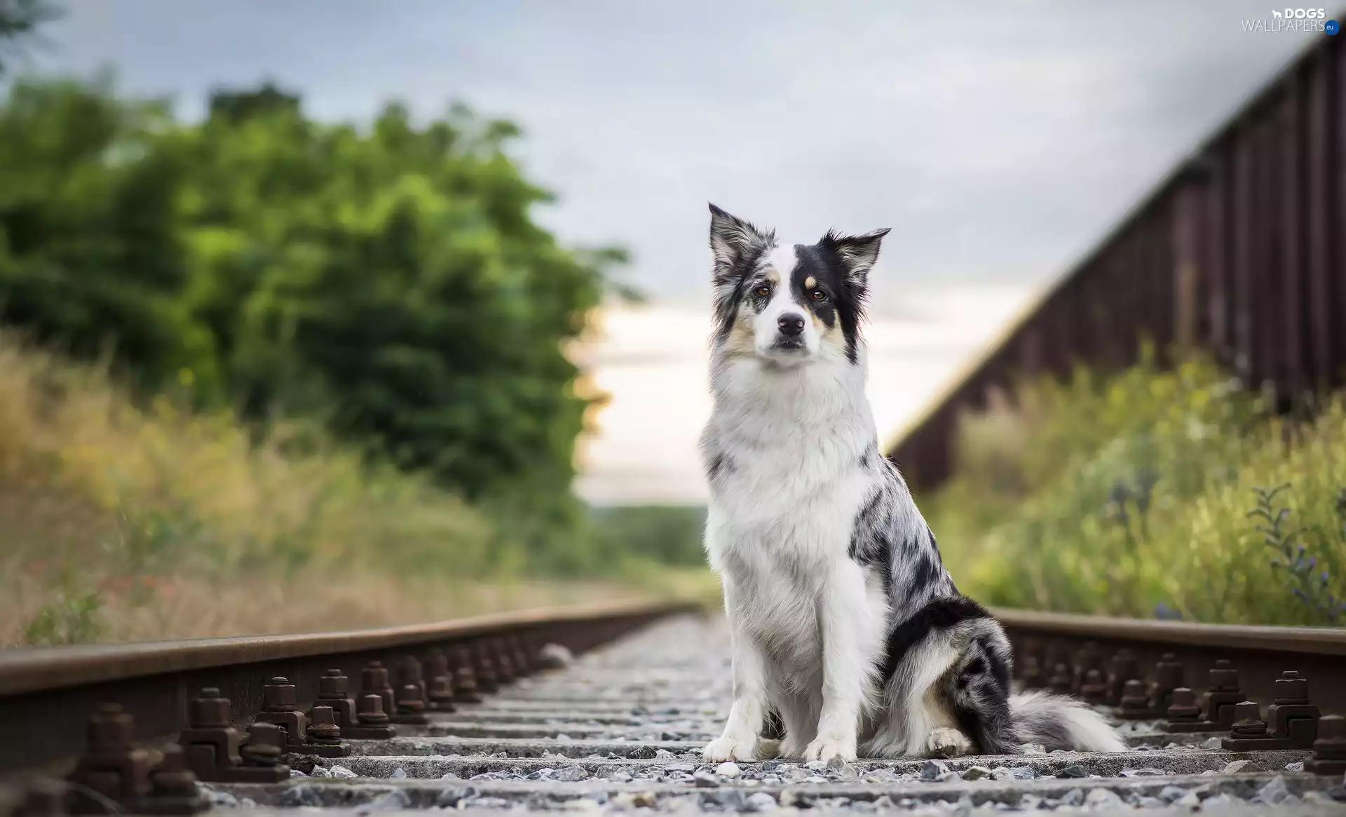 sitter, ##, railway, Border Collie