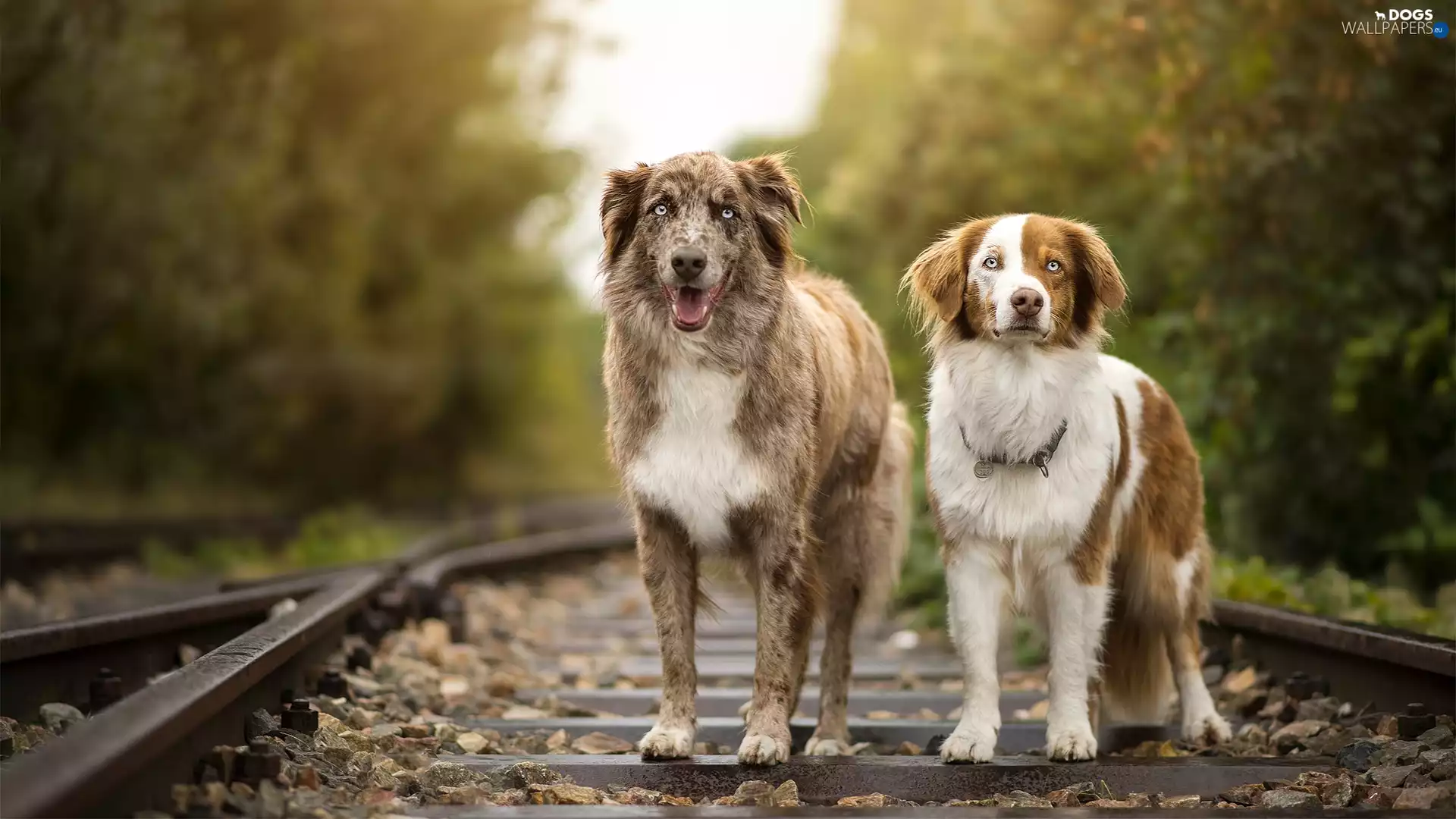 Dogs, ##, railway, Australian Shepherd