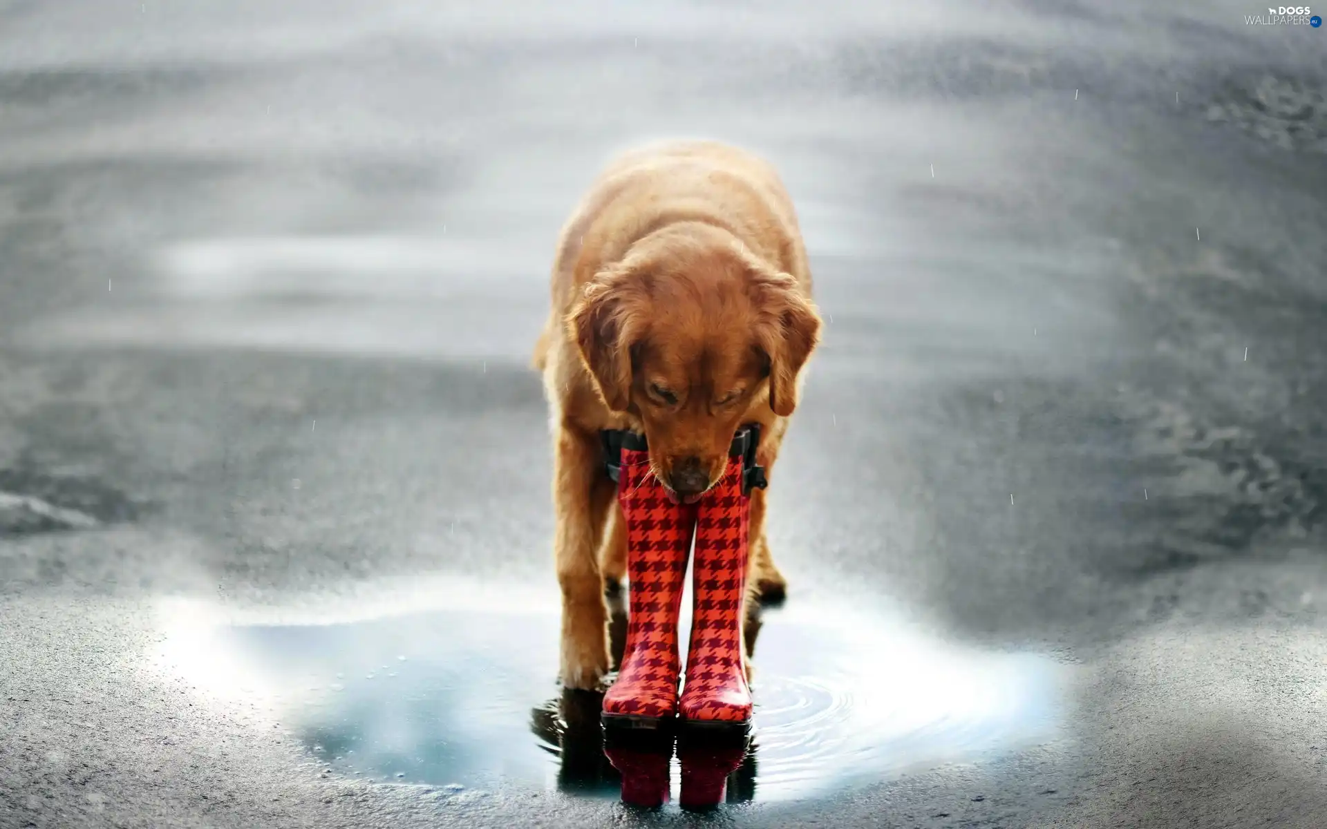 wellingtons, Rain, dog