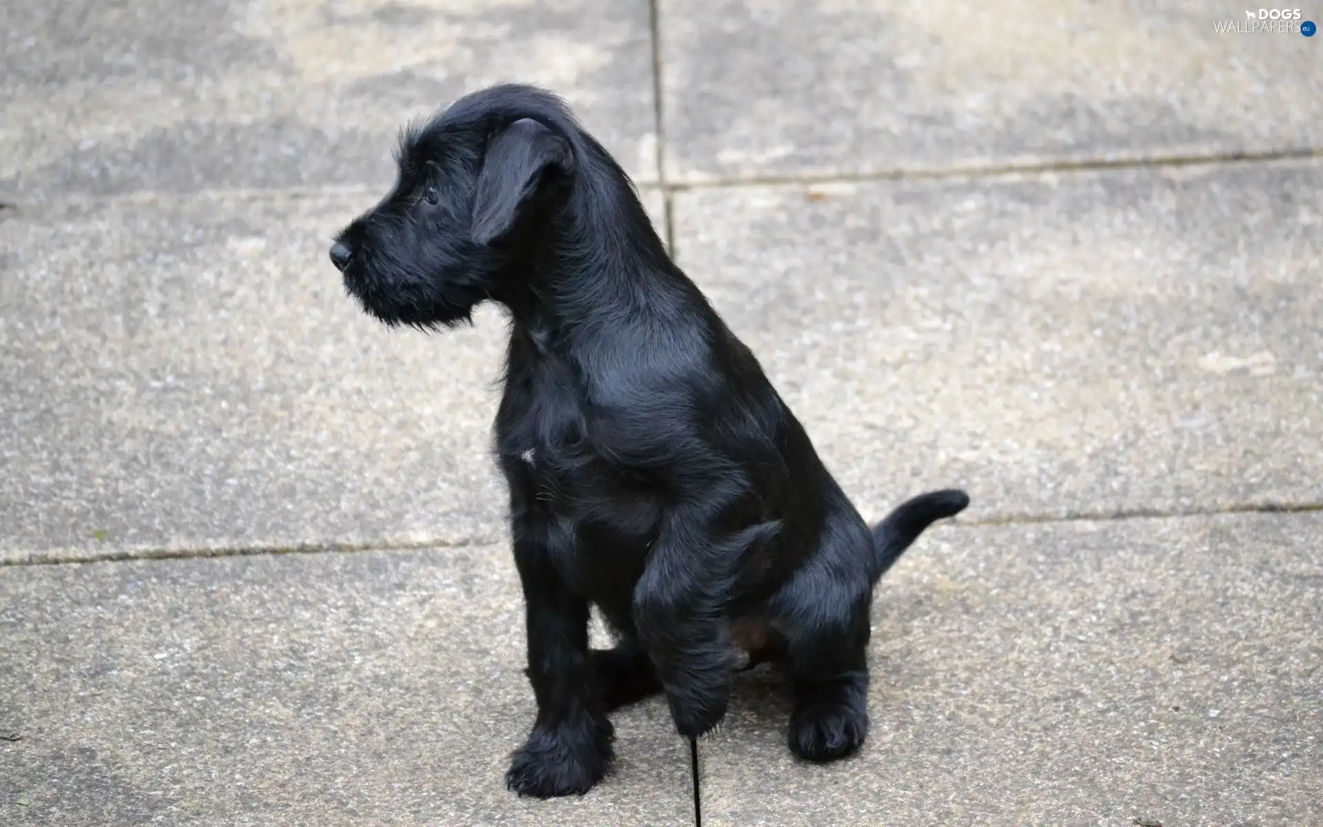 raised, Black, dog, paw, young