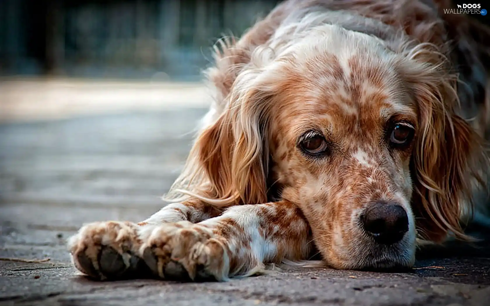 rapprochement, paws, Spaniel, blur, muzzle