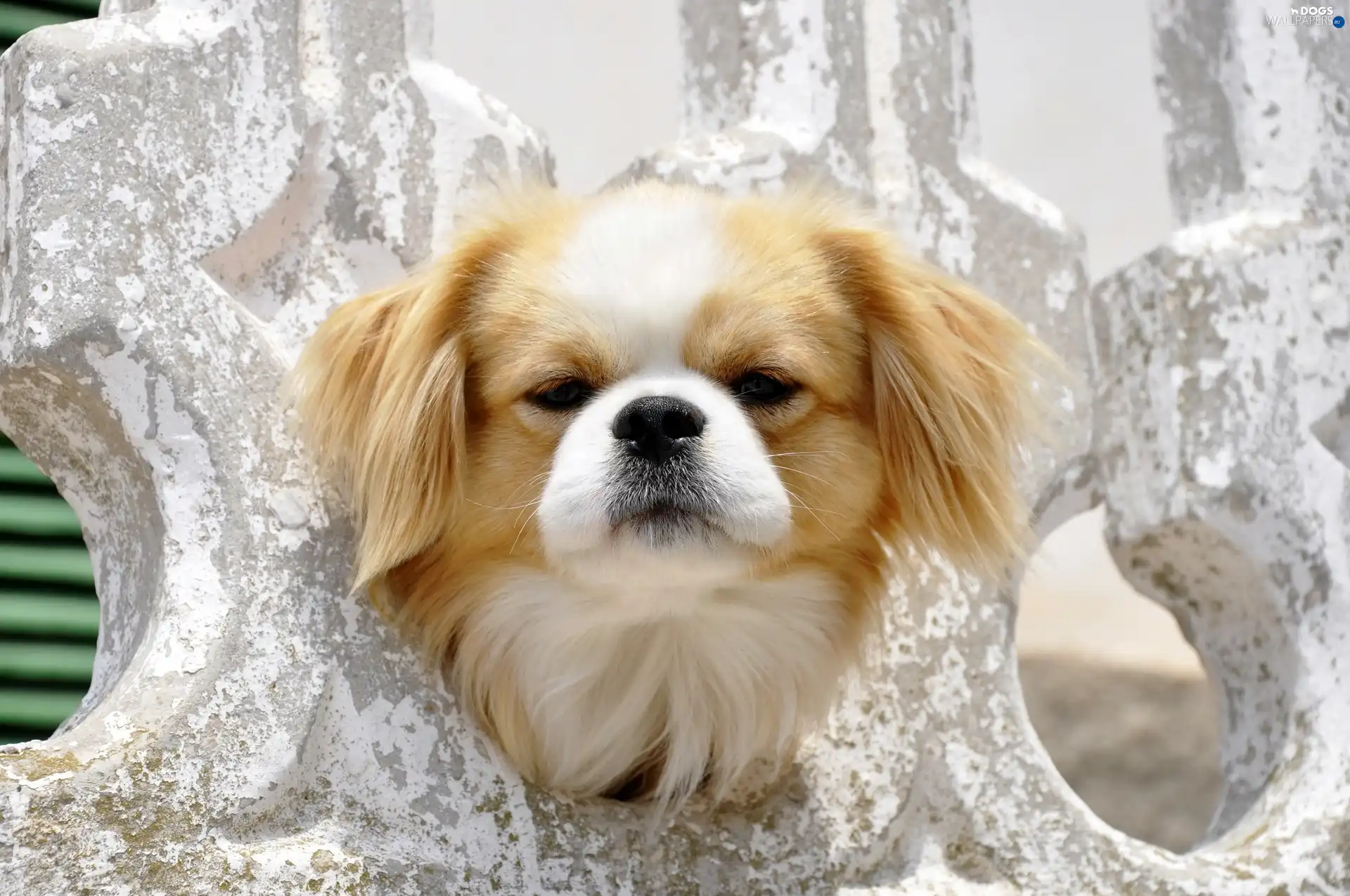 rapprochement, pekinese, Puppy