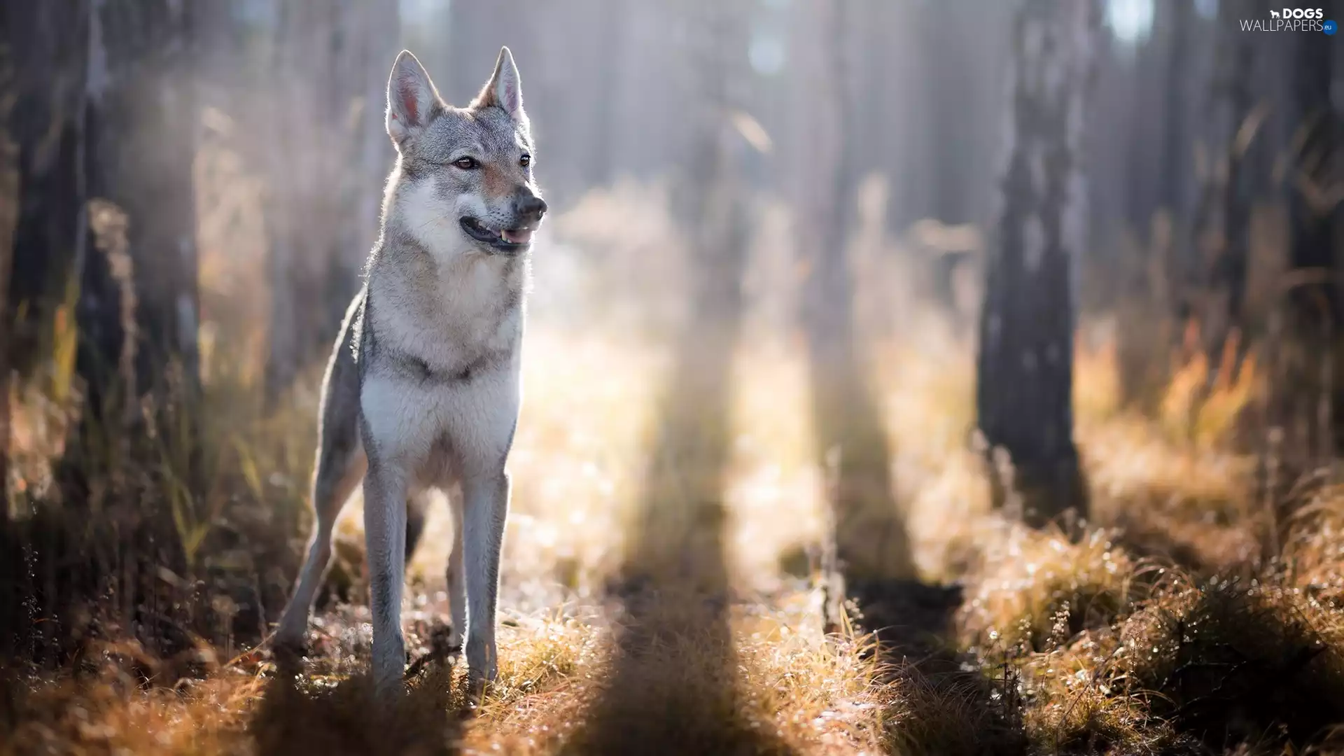 rays of the Sun, grass, Czechoslovakian Wolfdog, forest, dog
