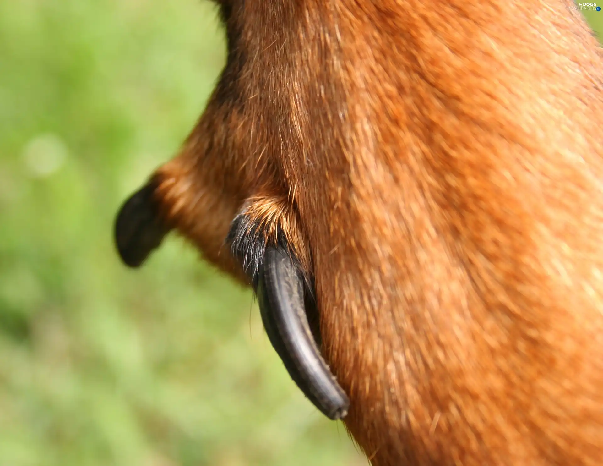 Rear, Beaucerona, double, paw, nail