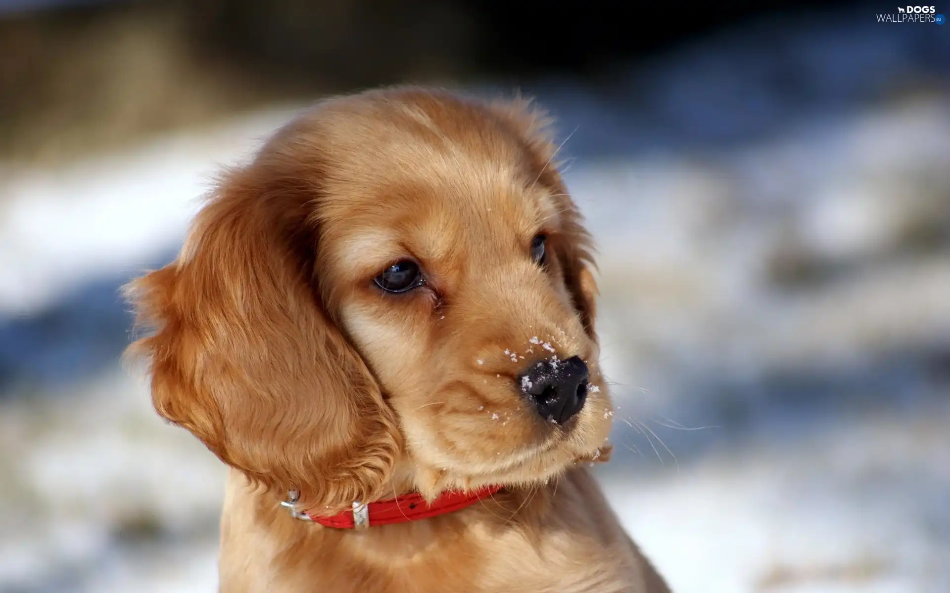 red hot, dog-collar, dog