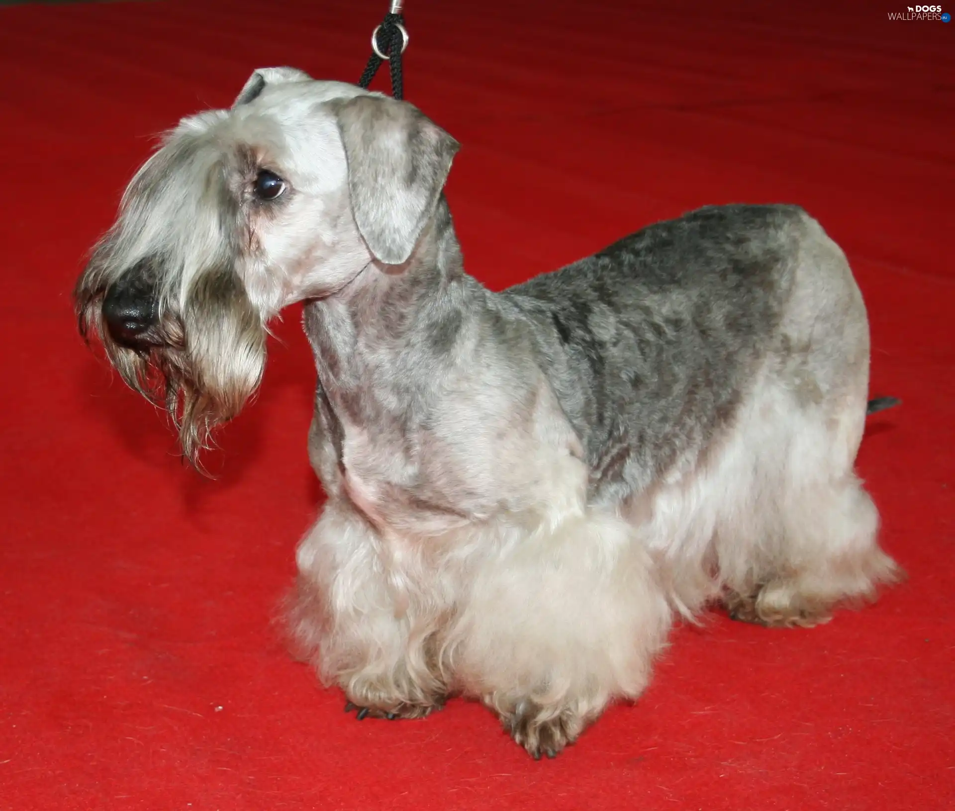 Red, carpet, Czech terrier