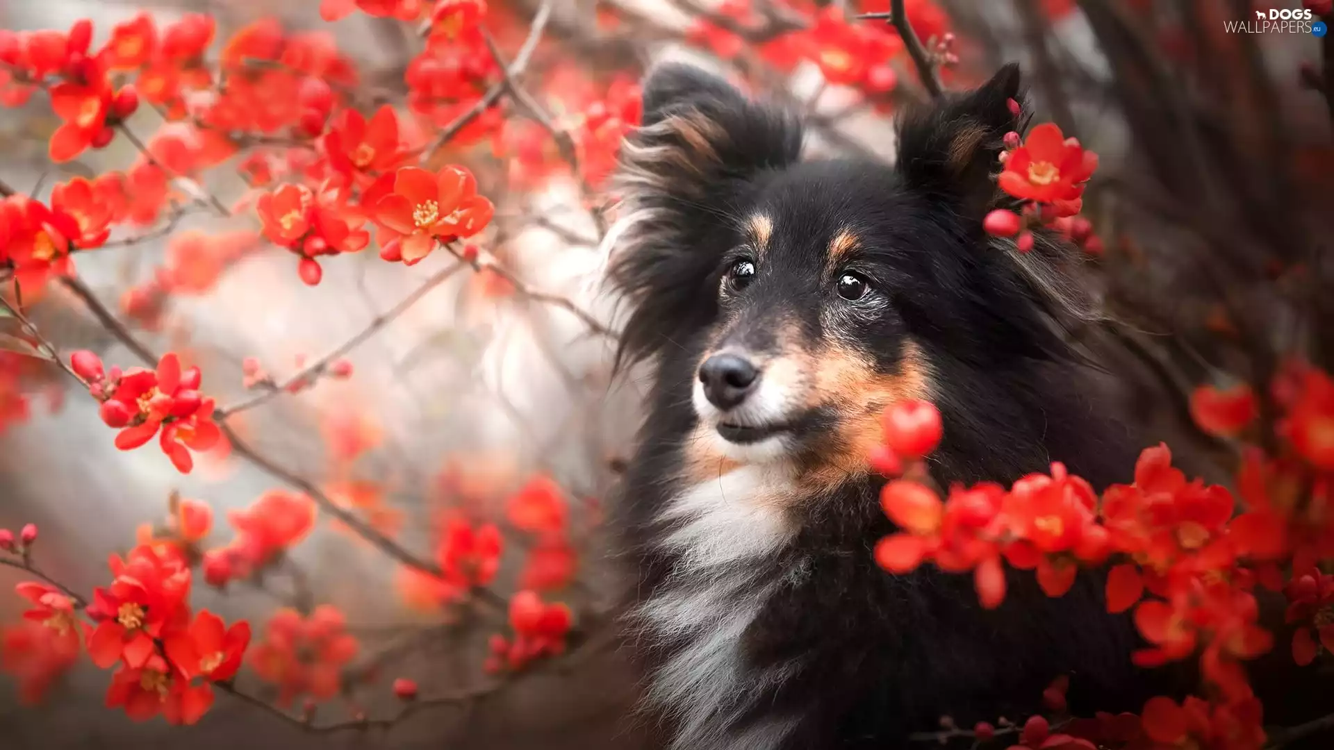 dog, Red, Flowers, shetland Sheepdog
