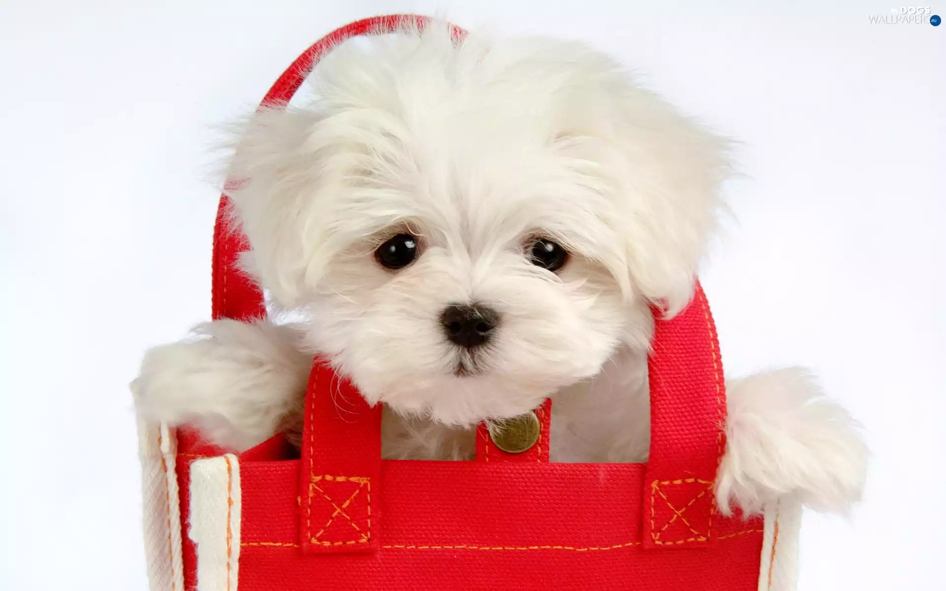 Puppy, red hot, bag, Maltese