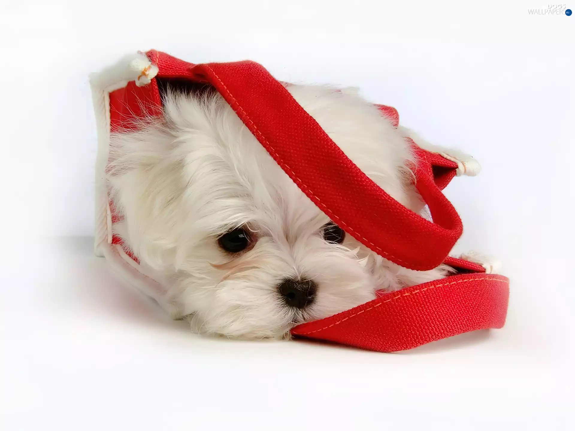 White, red hot, bag, puppie