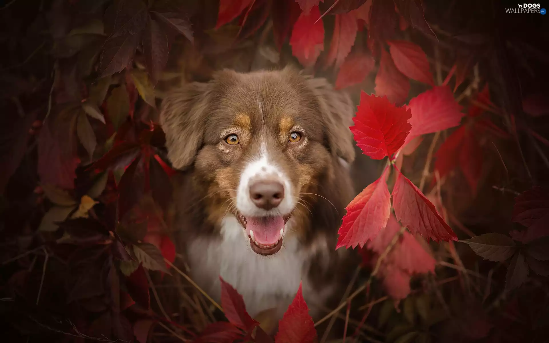 Leaf, Australian Shepherd, Red