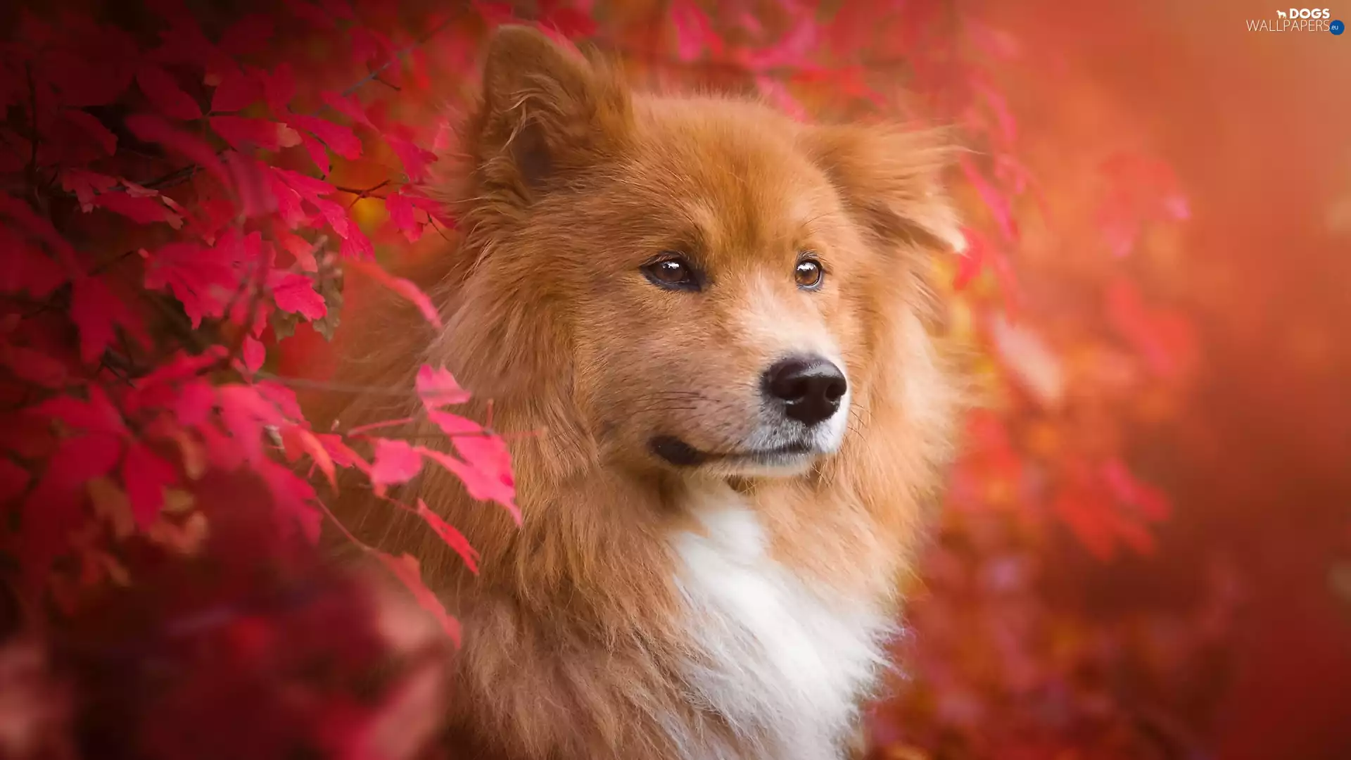 dog, Red, Leaf, Rurasier Spitz