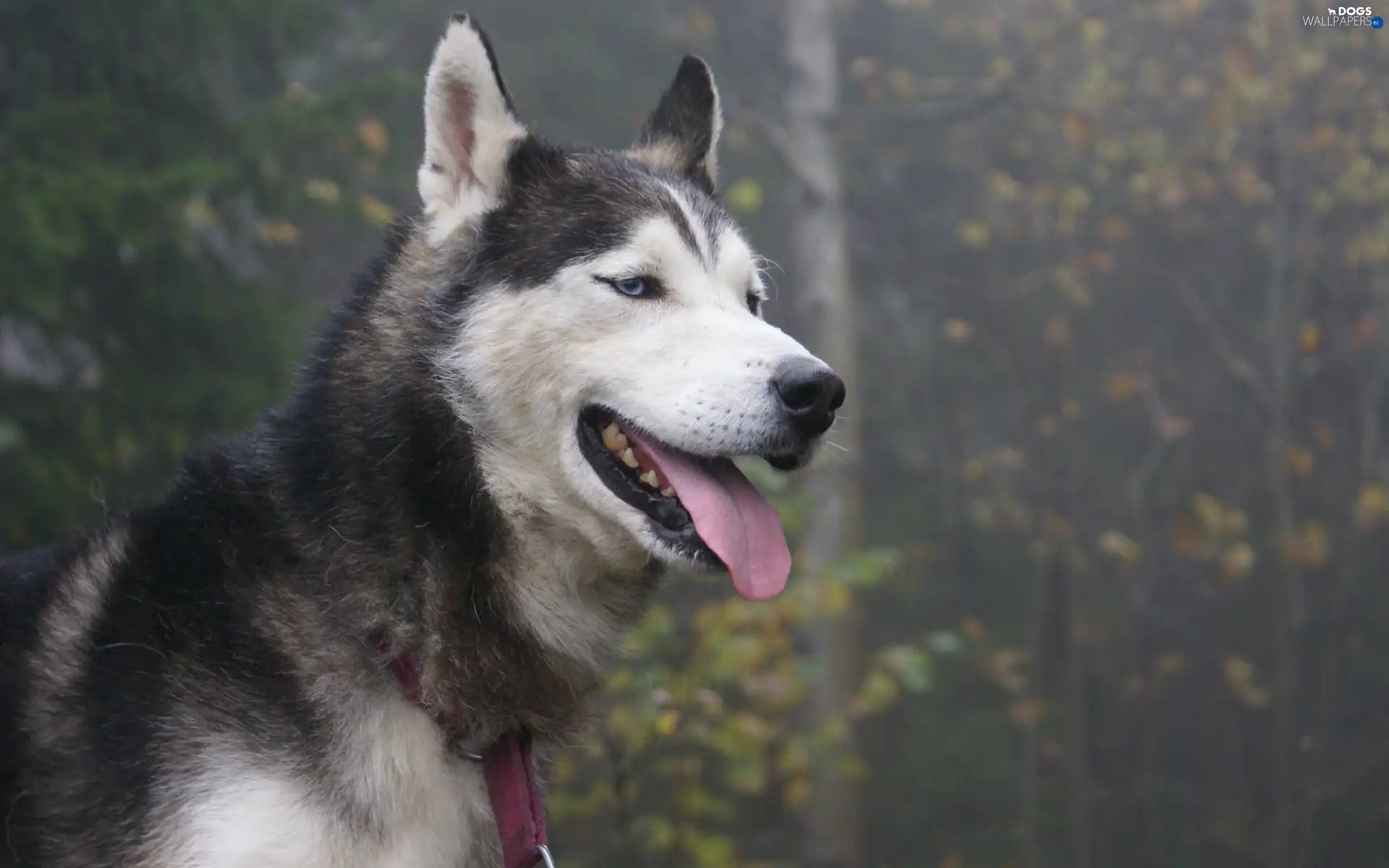 red hot, Leash, Husky