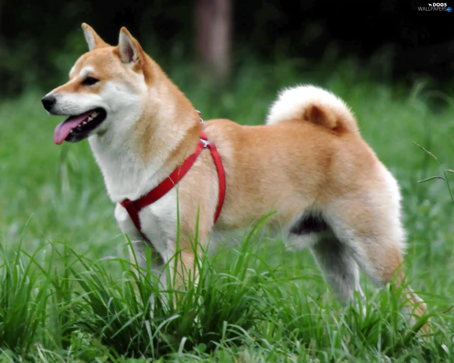 Red, braces, Shiba inu
